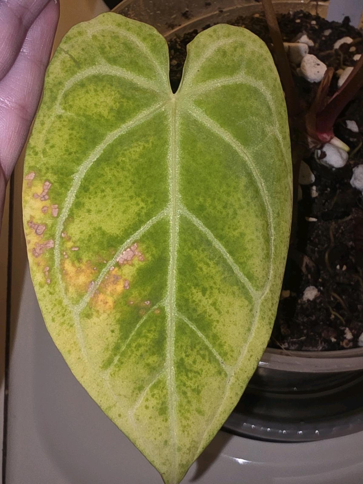 Anthurium Hybrid w Display Case READ