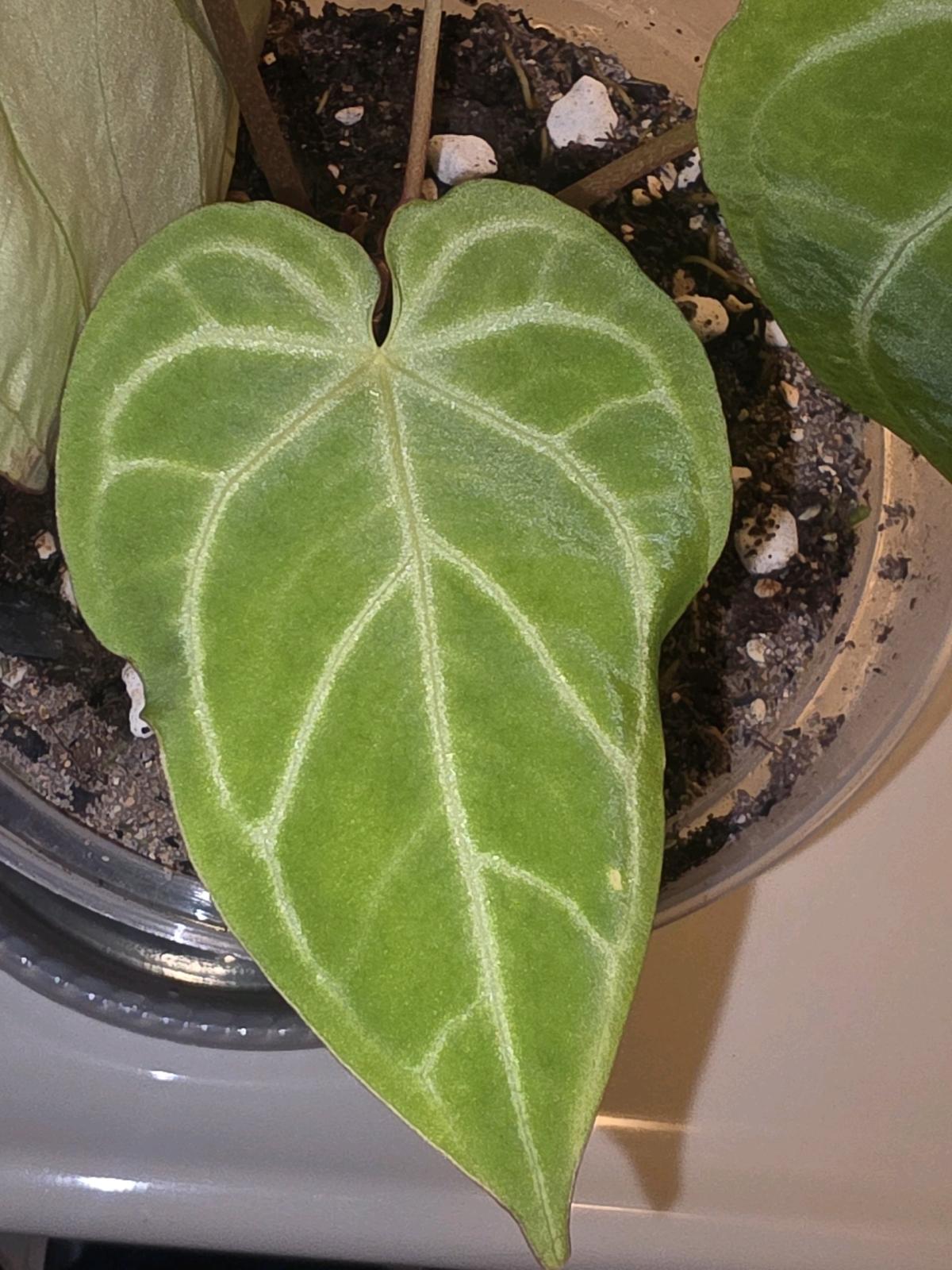 Anthurium Hybrid w Display Case