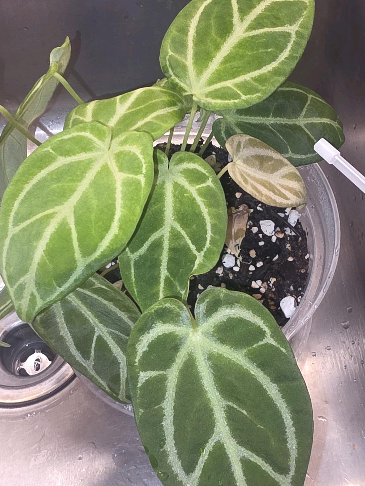 Anthurium Cross Hybrid w Display Case