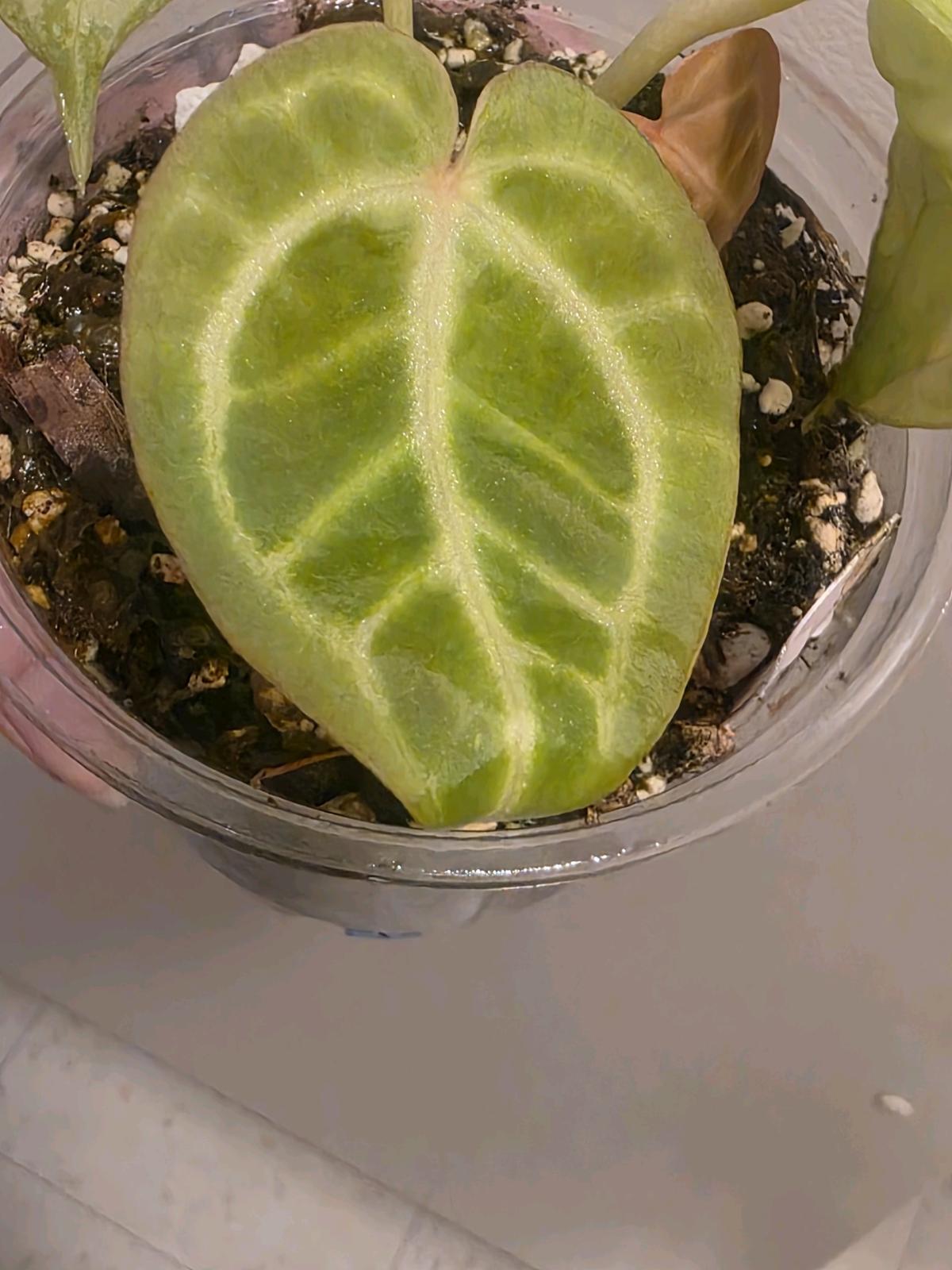 Anthurium Brown Derby