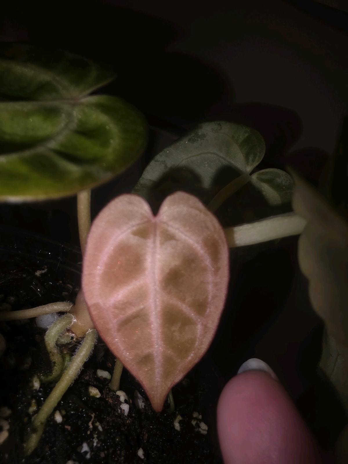 Anthurium Brown Derby