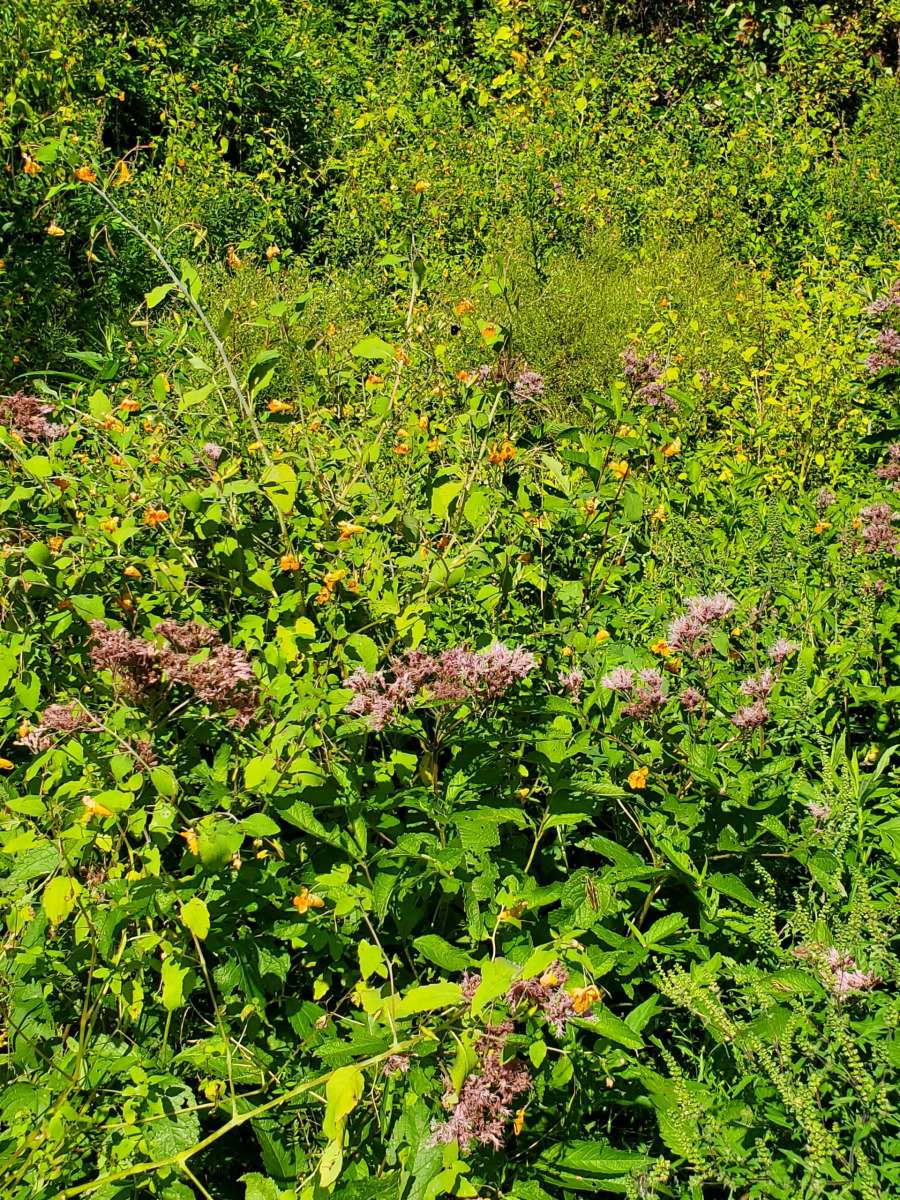 100 acres on top of Cold Spring Mountain