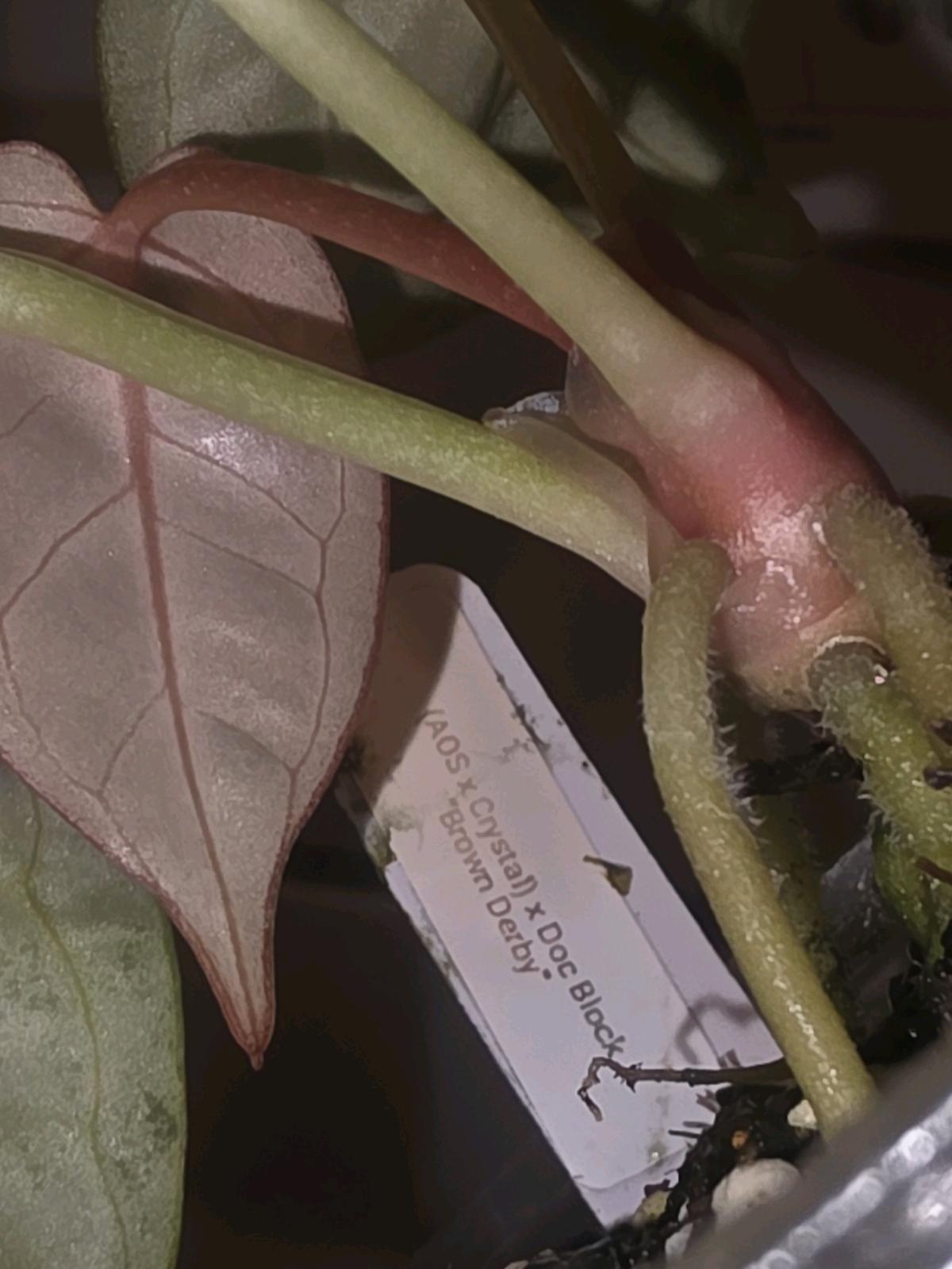 Anthurium Brown Derby