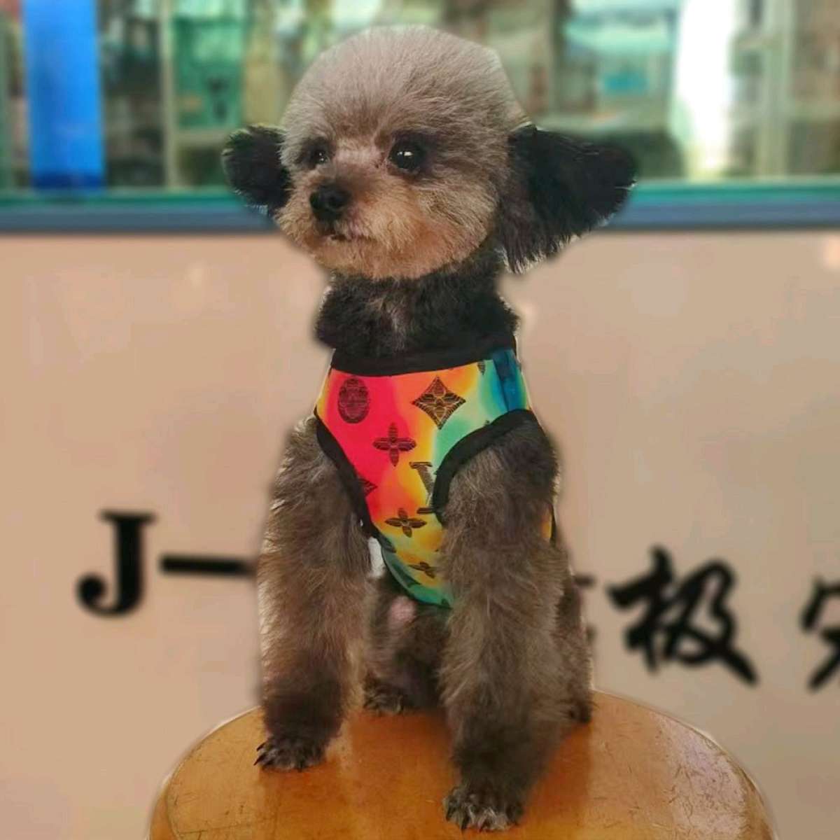 dog harness and leash set