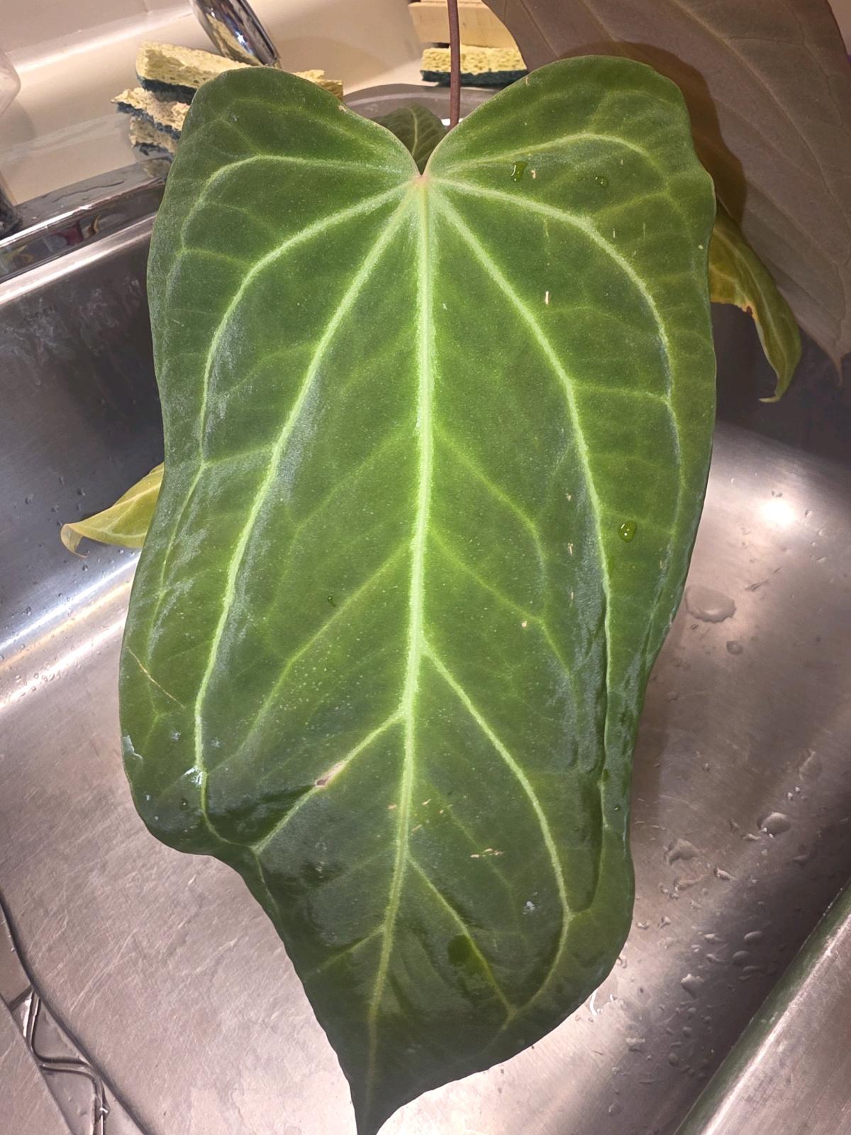 Anthurium Tezula Hybrid w Display Case