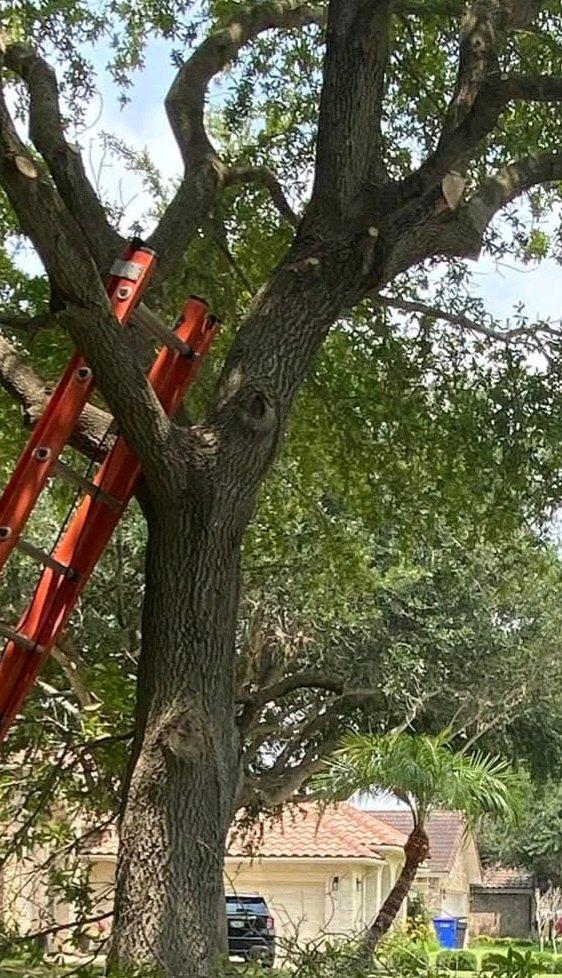 mantenimiento de jardines