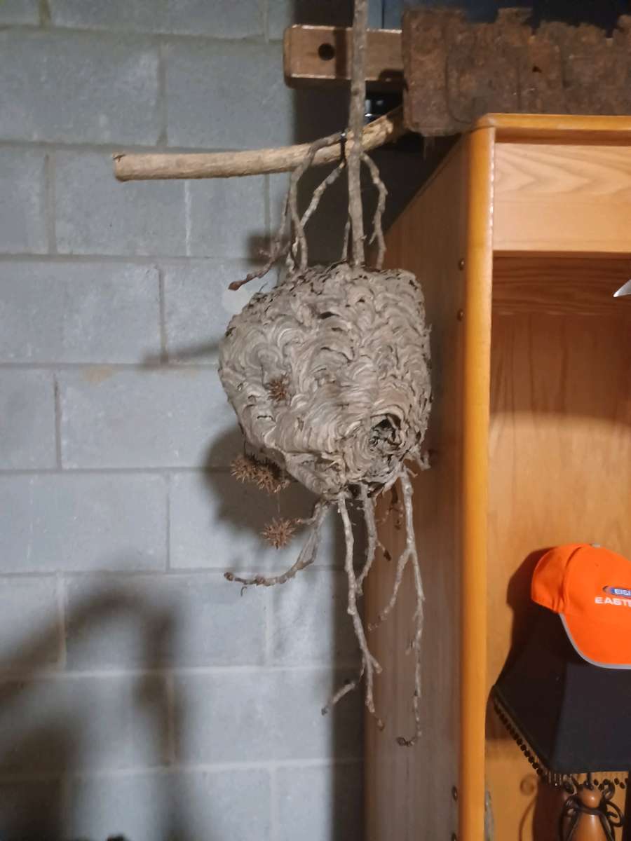 Abandoned hornets nest