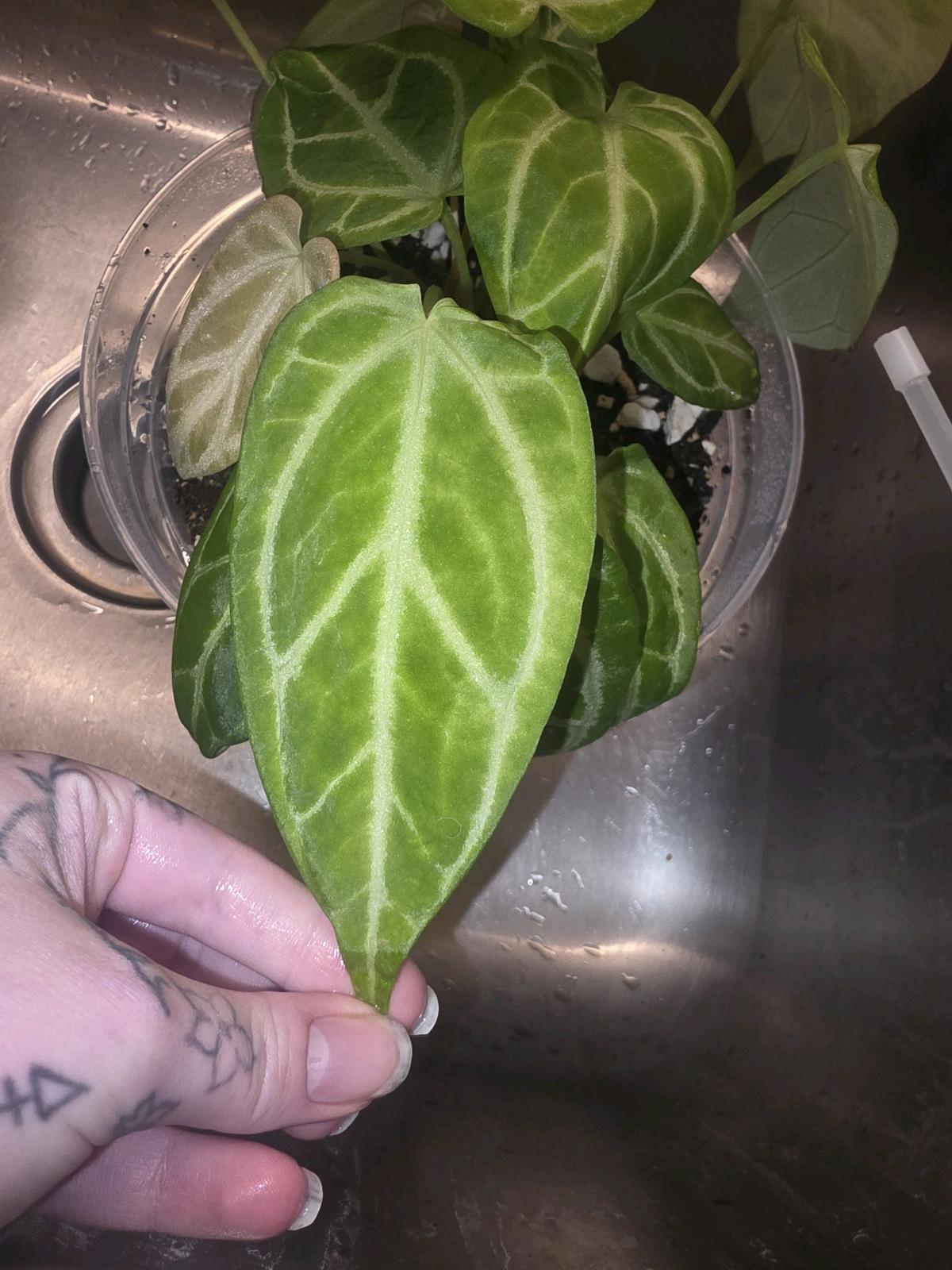 Anthurium Cross Hybrid w Display Case