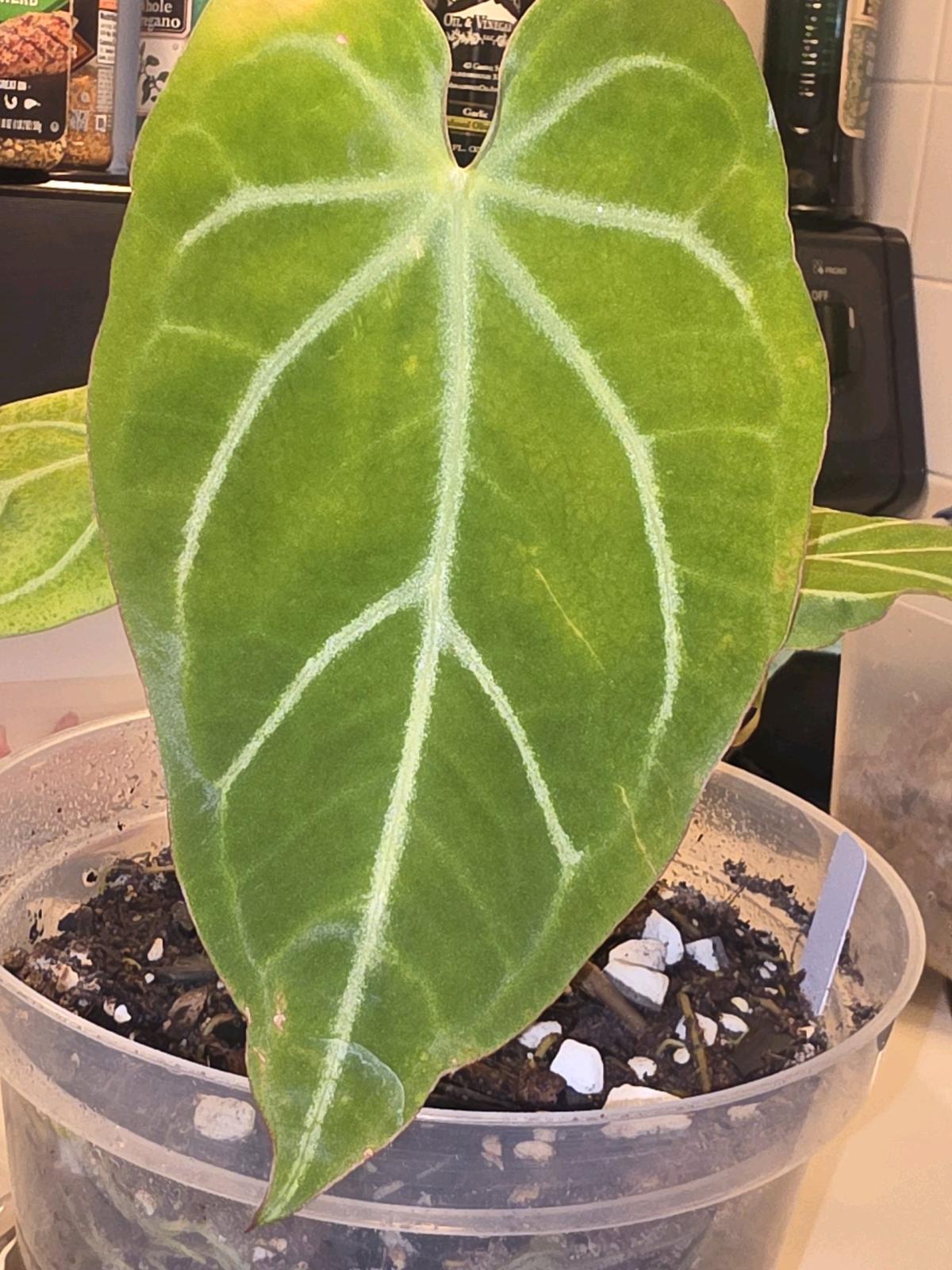 Anthurium Hybrid w Display Case READ