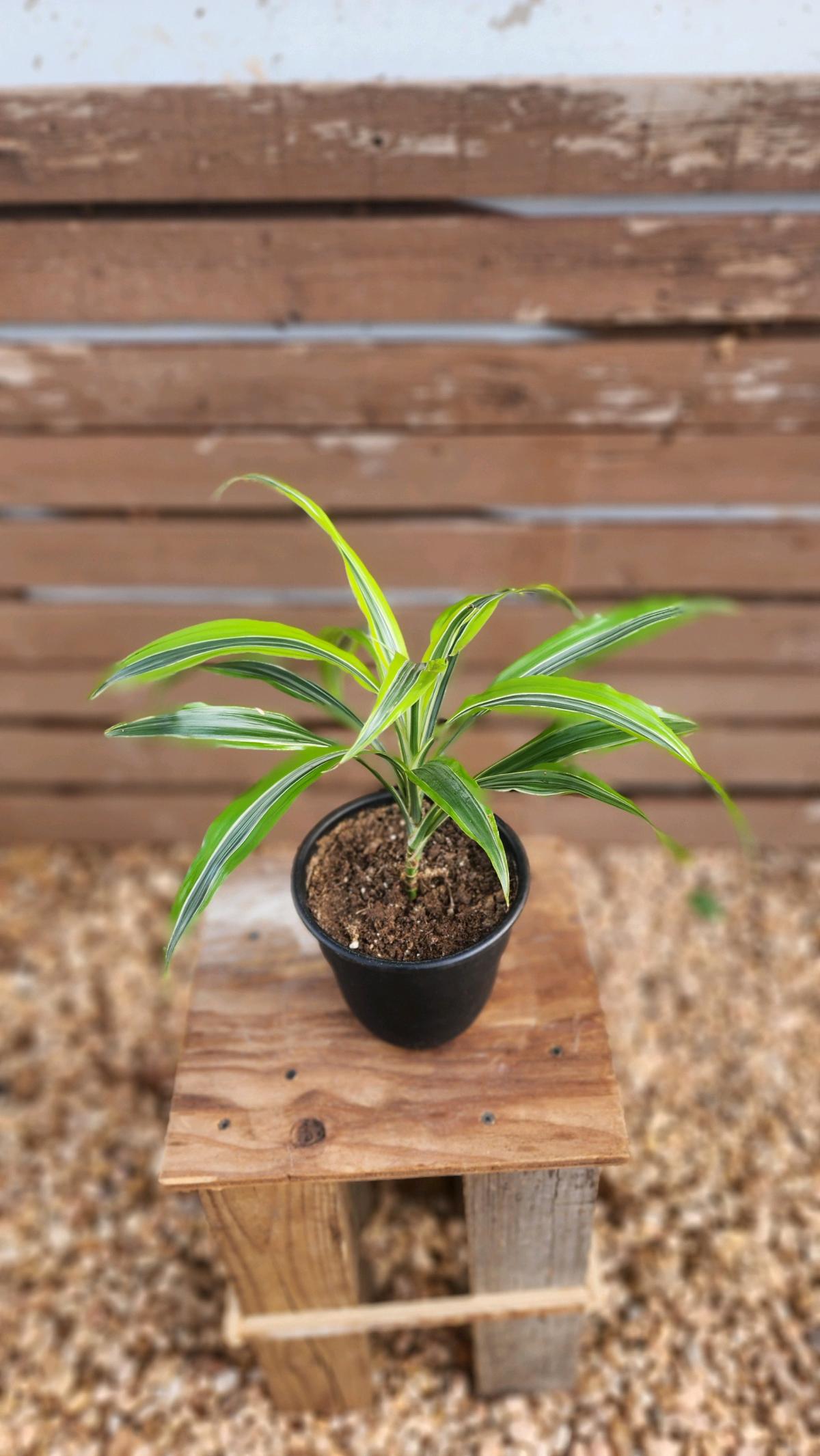 Lemon Lime Dracaena AKA Corn Plant