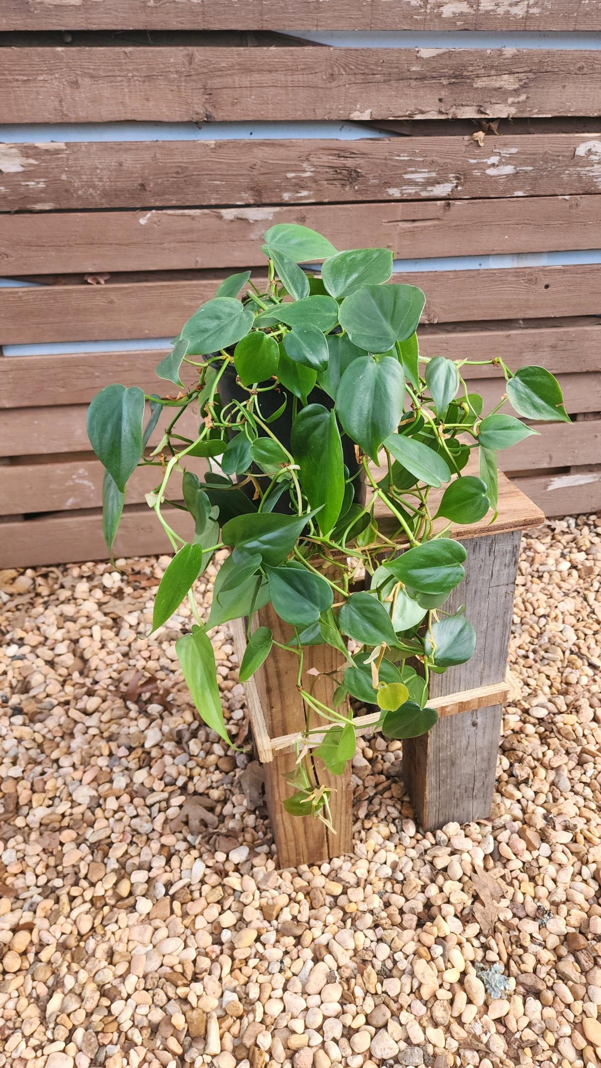 Philodendron hederaceum AKA Heartleaf Philodendron