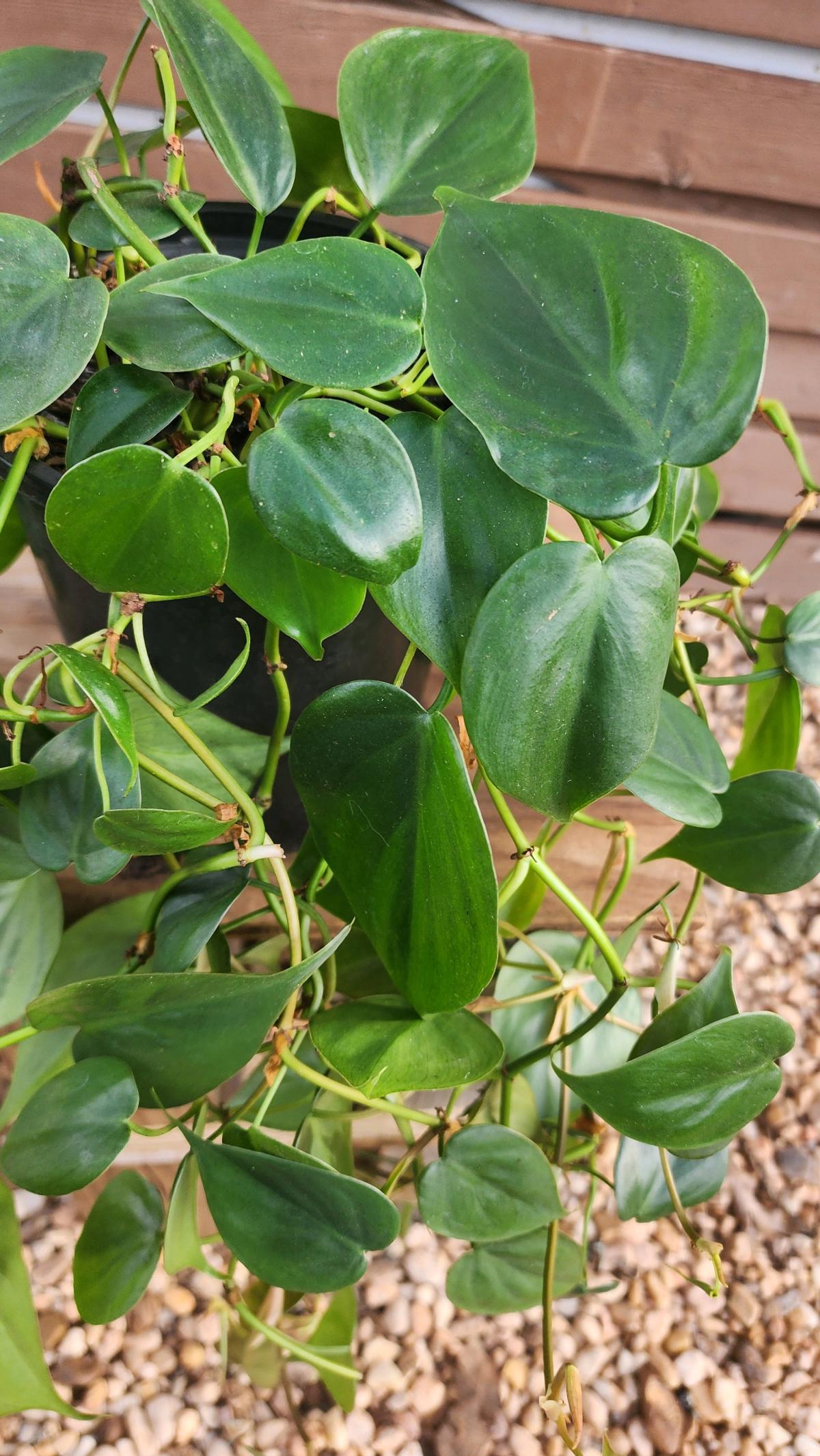 Philodendron hederaceum AKA Heartleaf Philodendron
