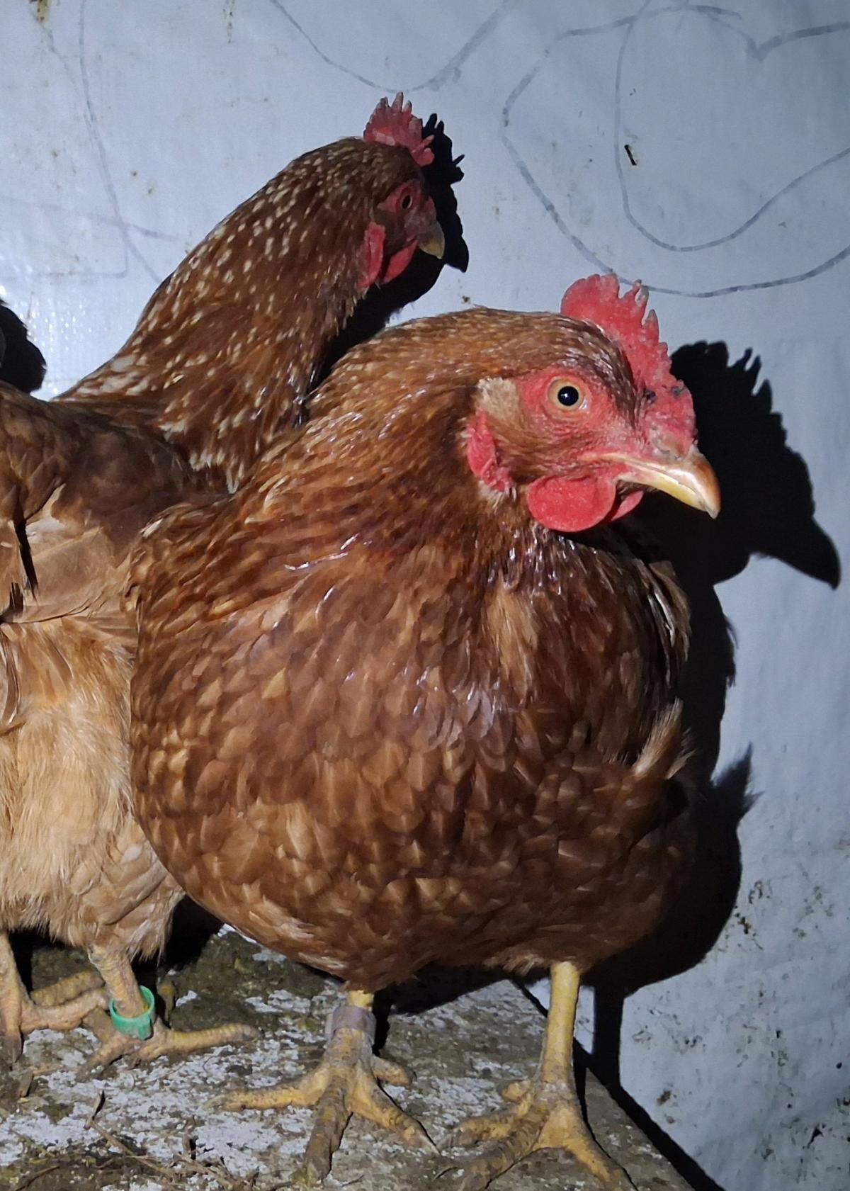 Rhode Island Red Hatching Eggs