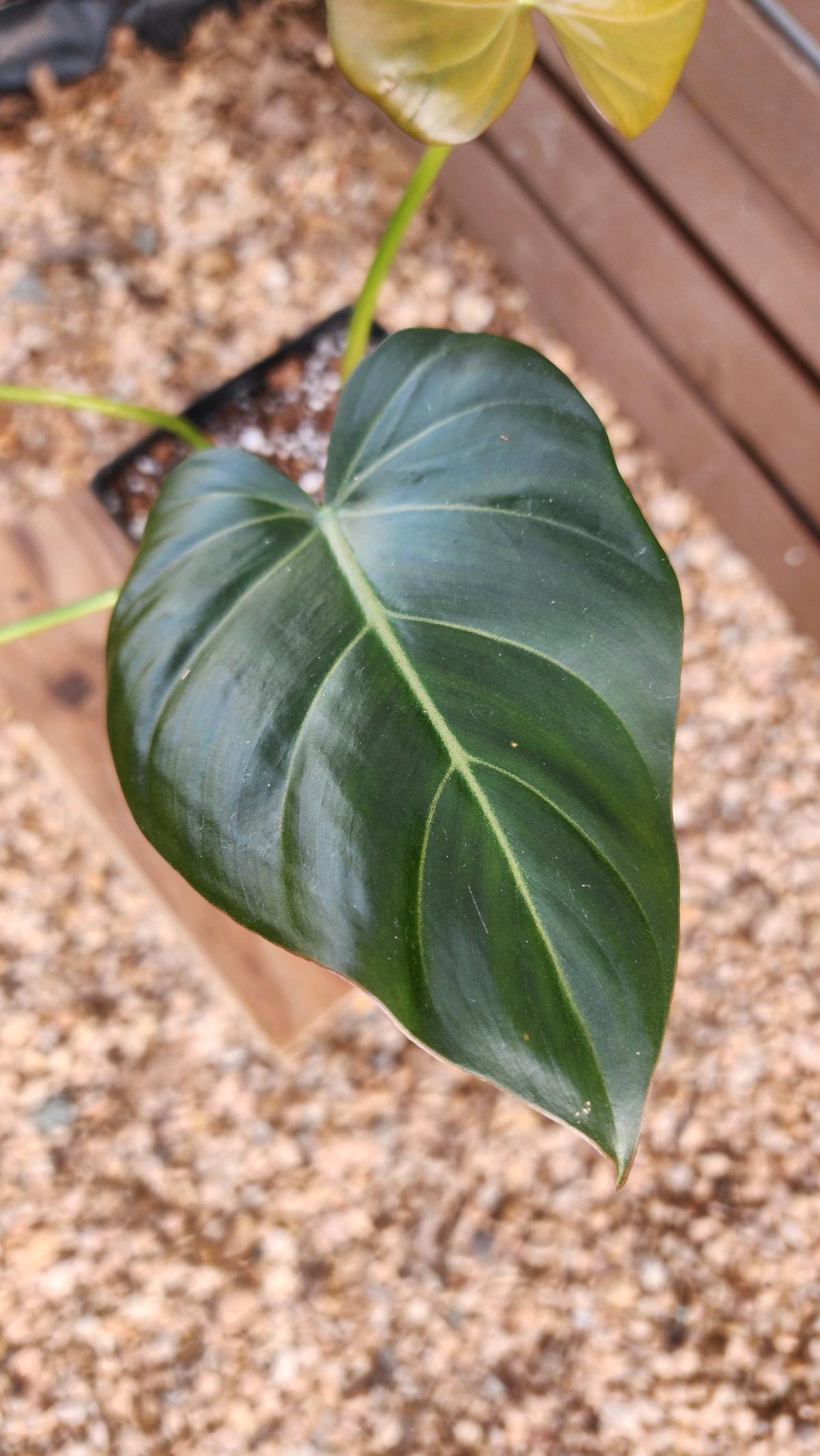 Philodendron Summer Glory