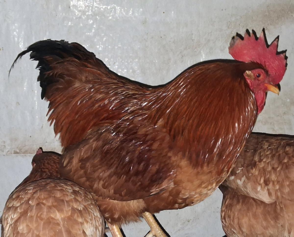 Rhode Island Red Hatching Eggs