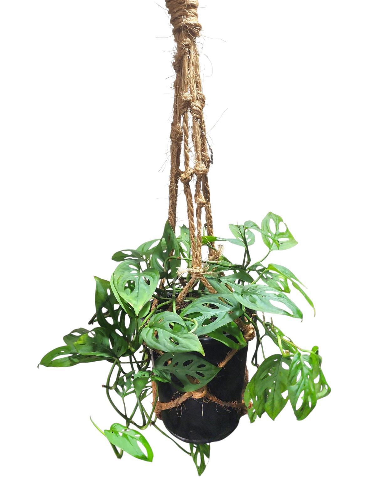 Monstera adansonii Swiss Cheese Plant