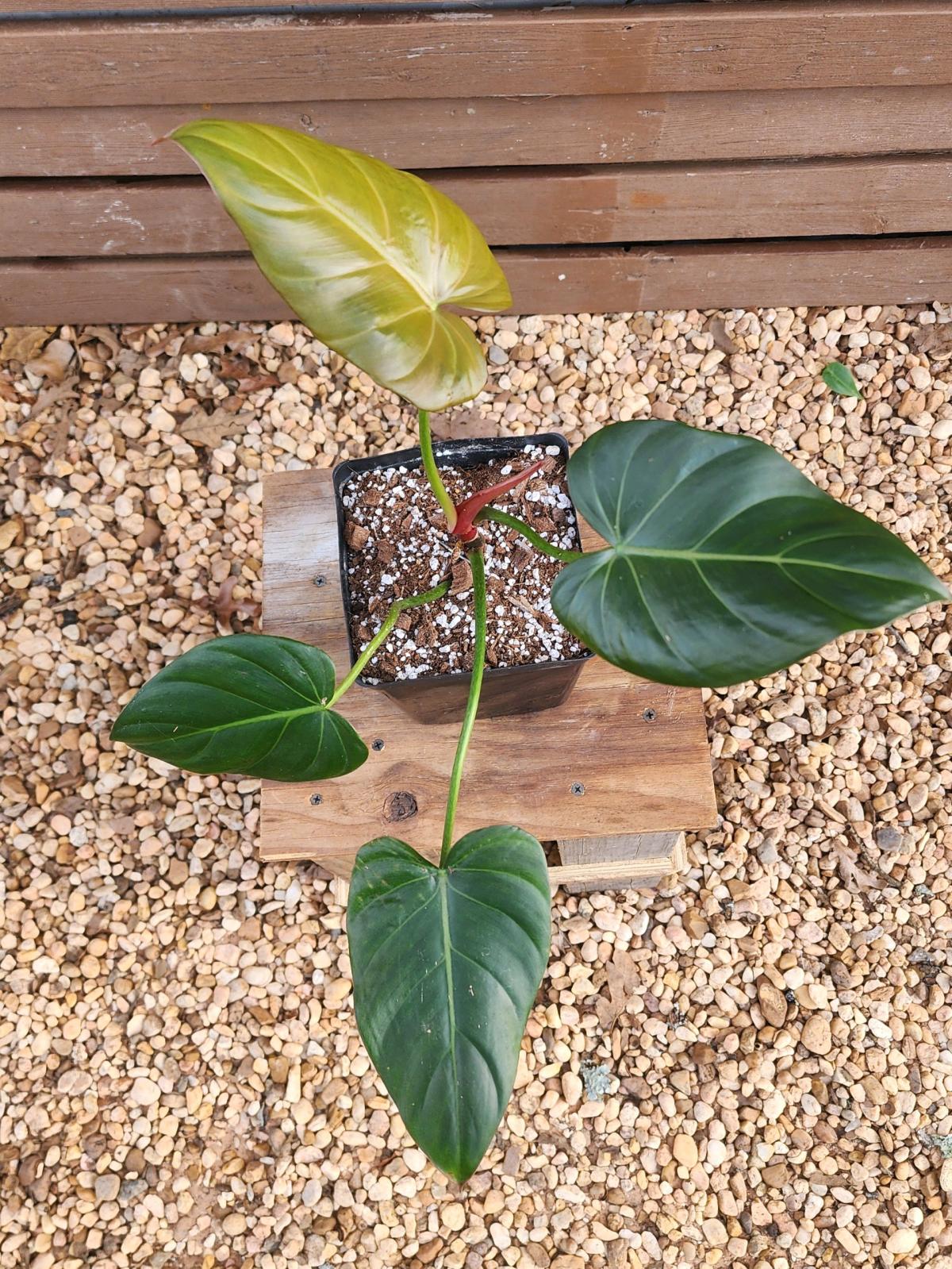 Philodendron Summer Glory