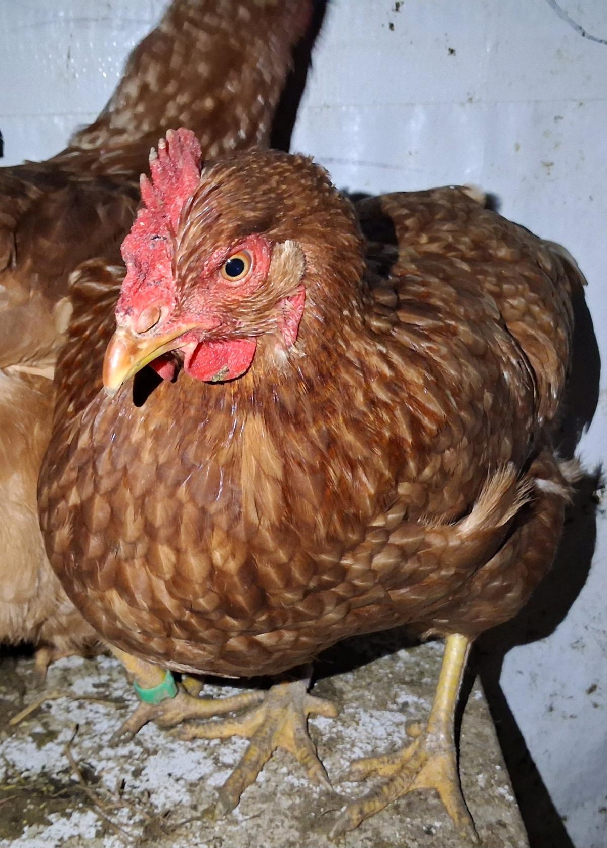 Rhode Island Red Hatching Eggs