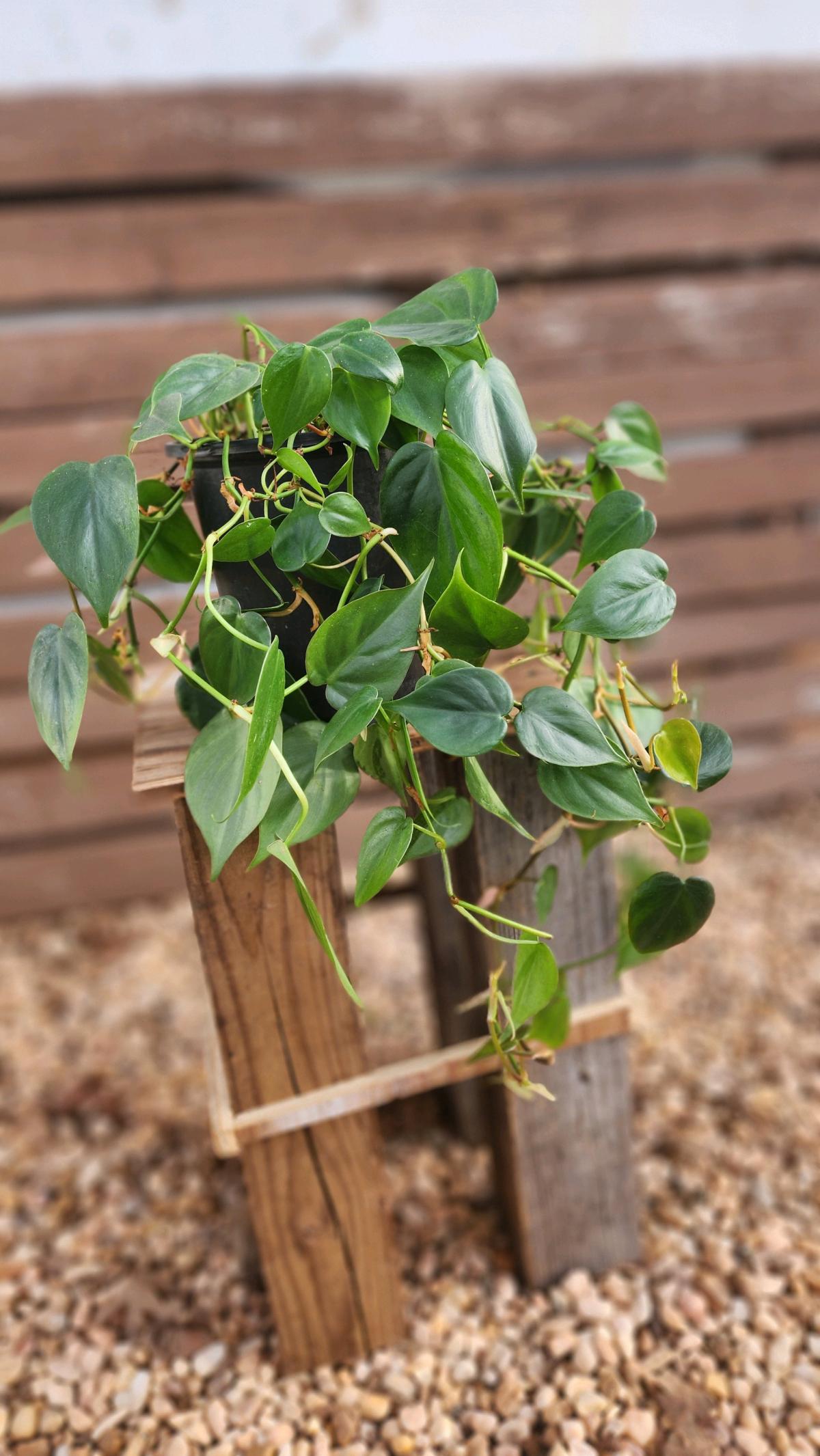 Philodendron hederaceum AKA Heartleaf Philodendron
