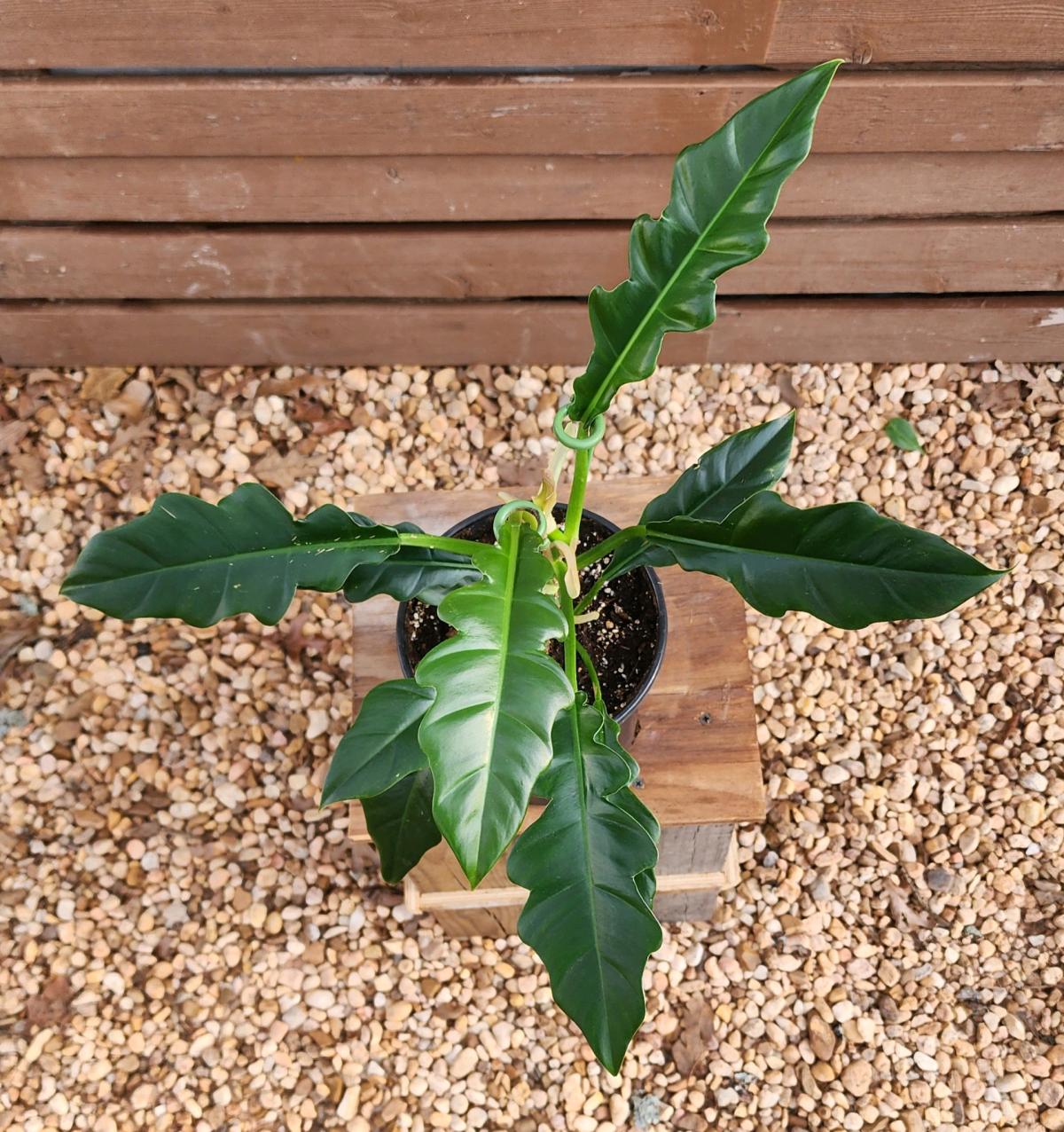 Philodendron Jungle Boogie AKA Philodendron Narrow Tooth