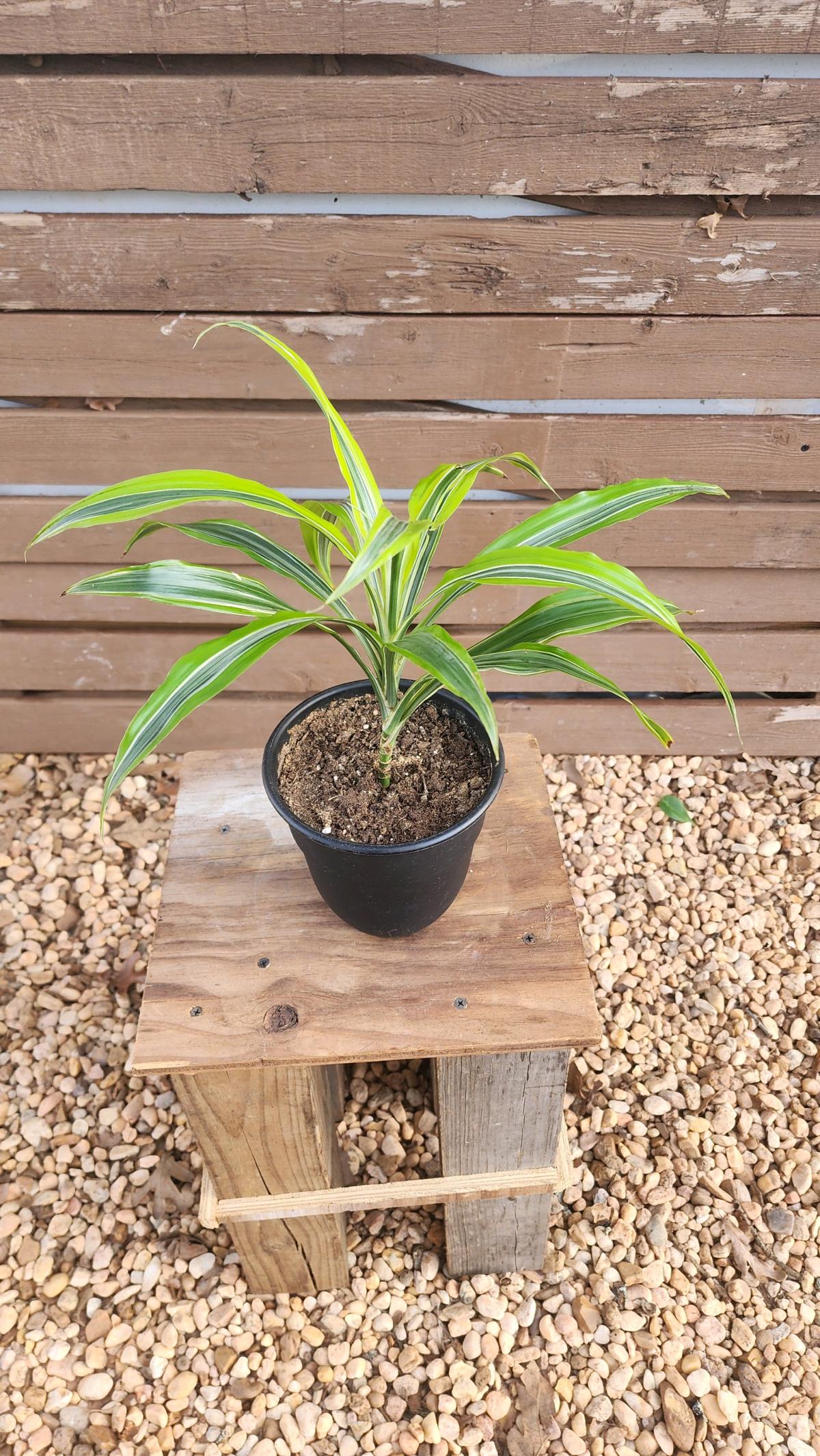 Lemon Lime Dracaena AKA Corn Plant