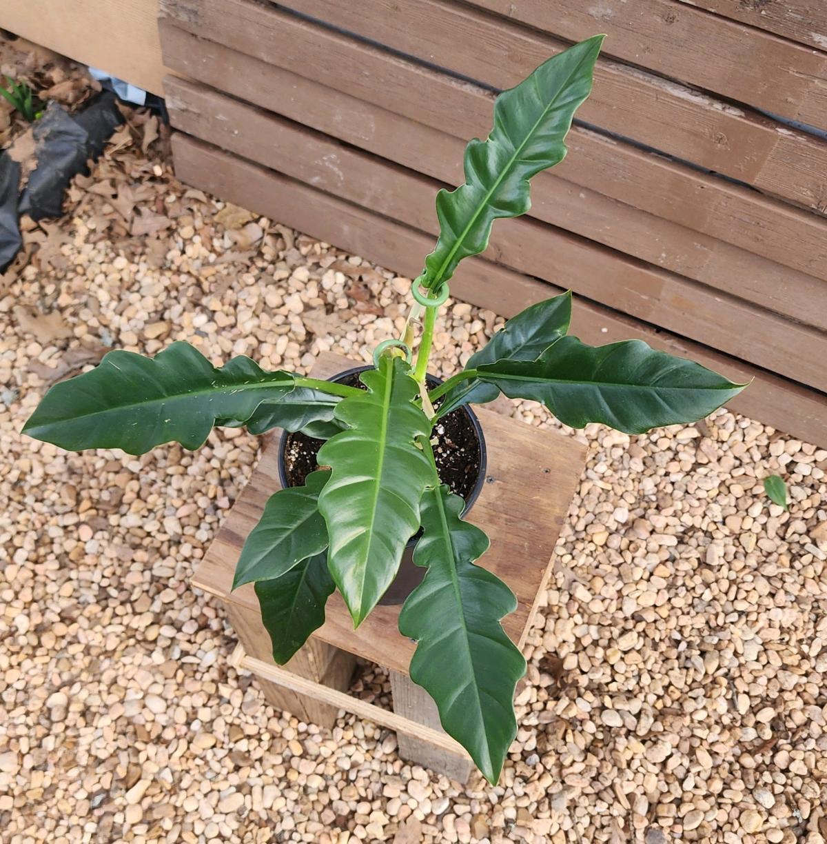 Philodendron Jungle Boogie AKA Philodendron Narrow Tooth