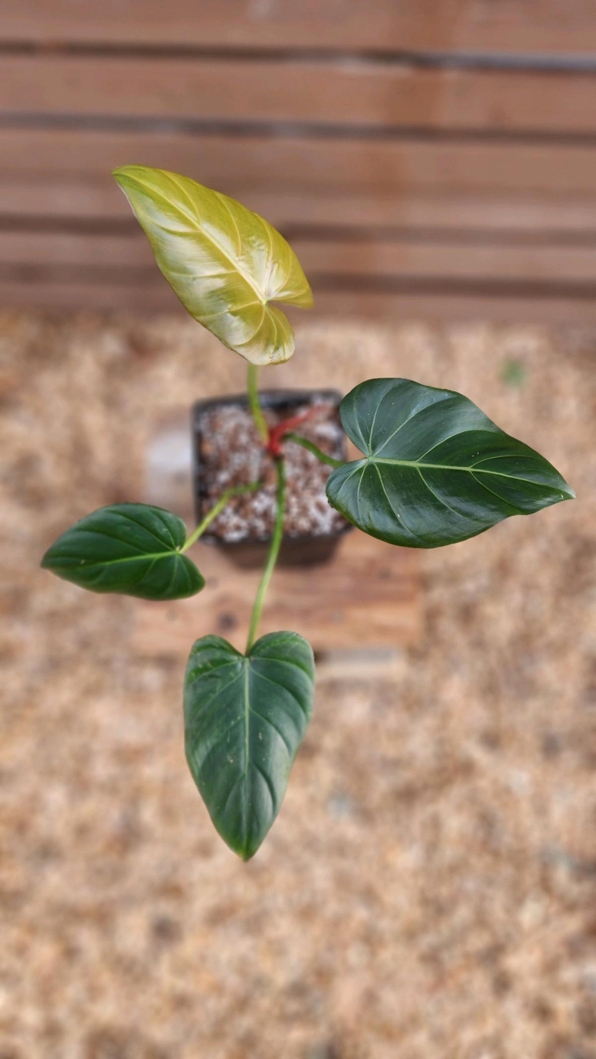 Philodendron Summer Glory