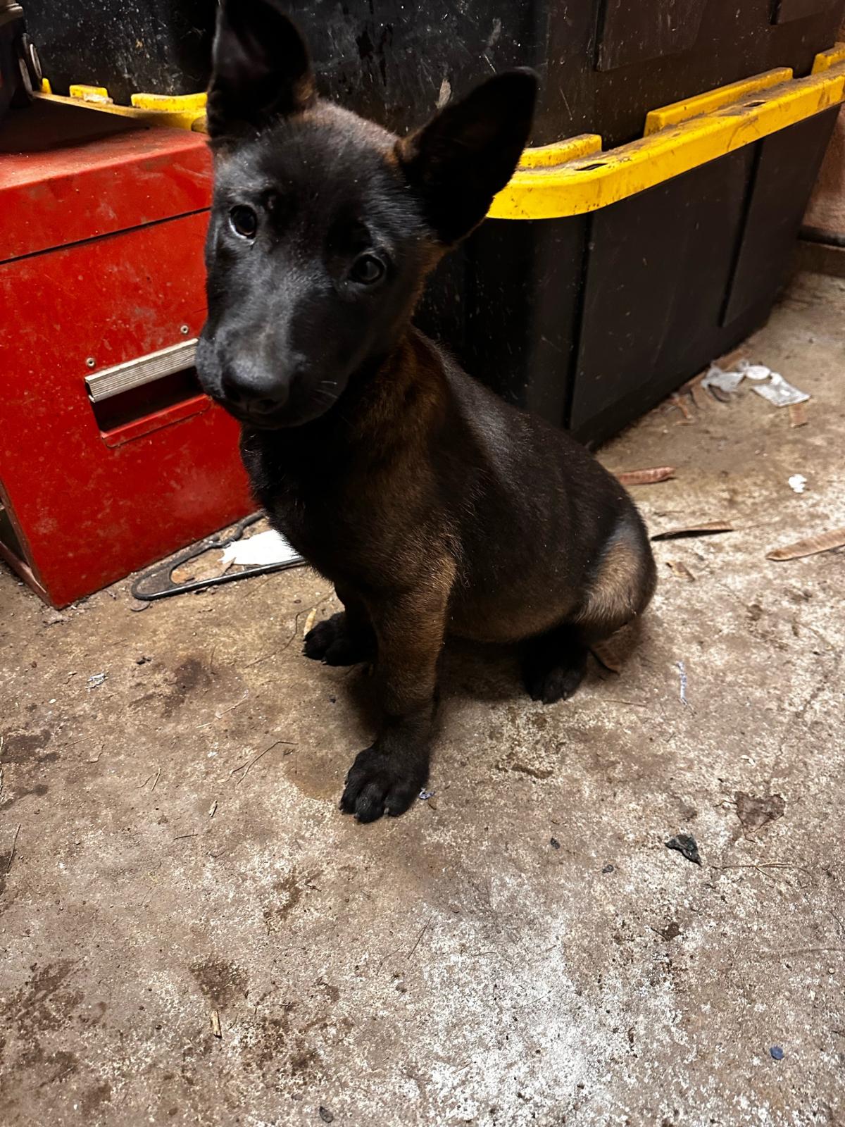 Belgian Malinois Shepherd