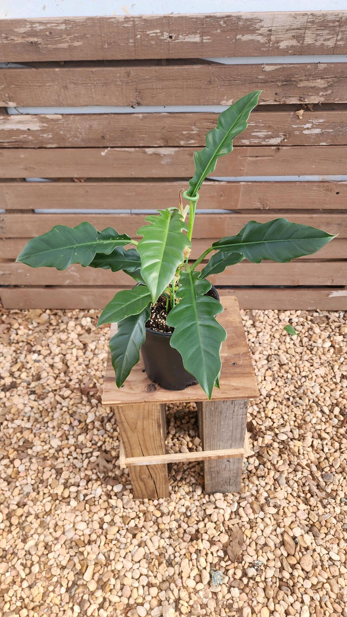 Philodendron Jungle Boogie AKA Philodendron Narrow Tooth