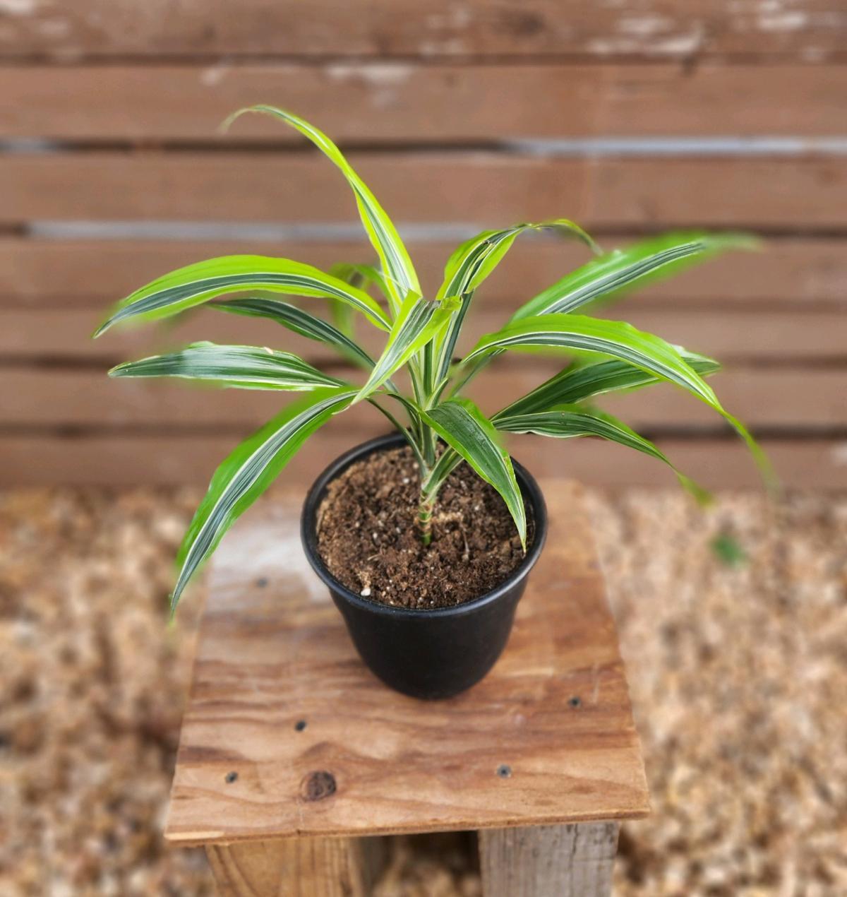 Lemon Lime Dracaena AKA Corn Plant