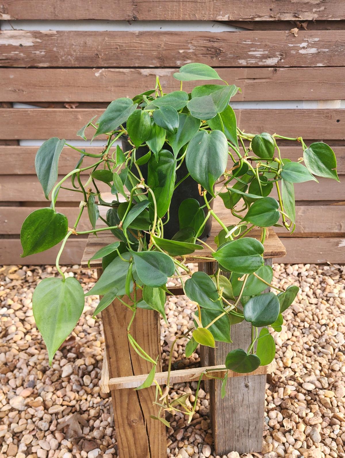 Philodendron hederaceum AKA Heartleaf Philodendron