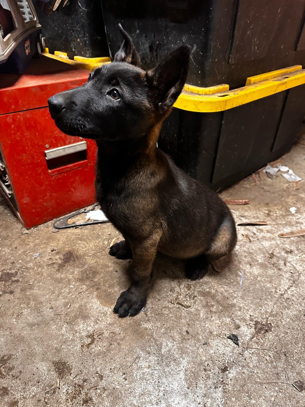 Belgian Malinois Shepherd