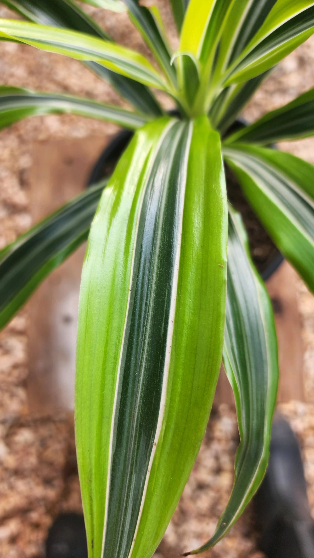 Lemon Lime Dracaena AKA Corn Plant