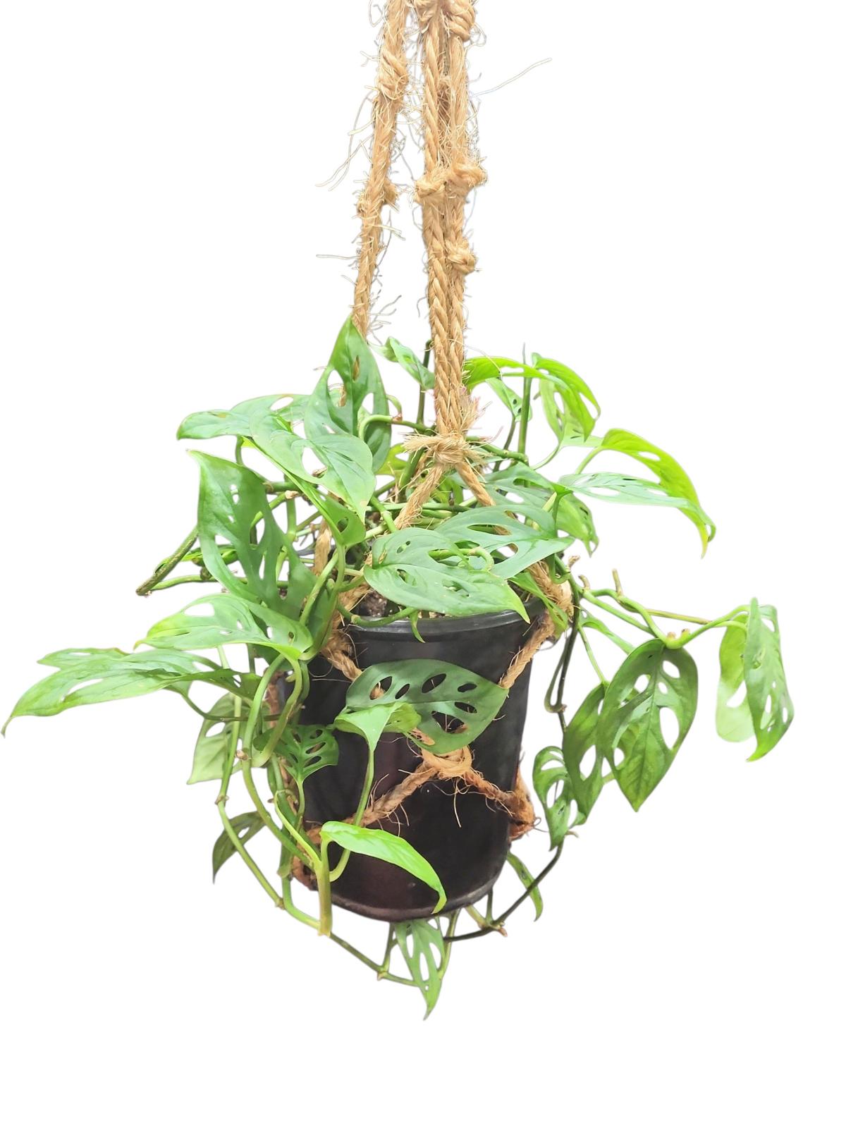 Monstera adansonii Swiss Cheese Plant