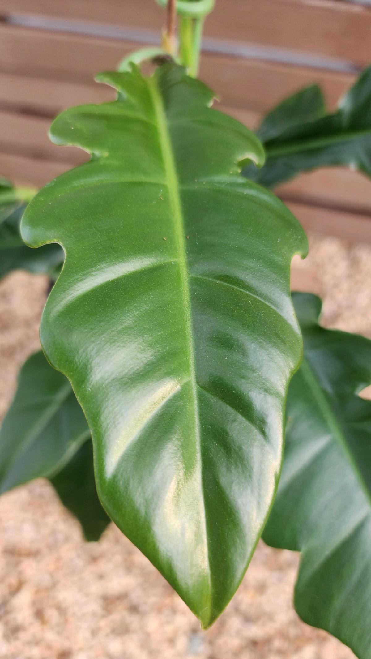 Philodendron Jungle Boogie AKA Philodendron Narrow Tooth