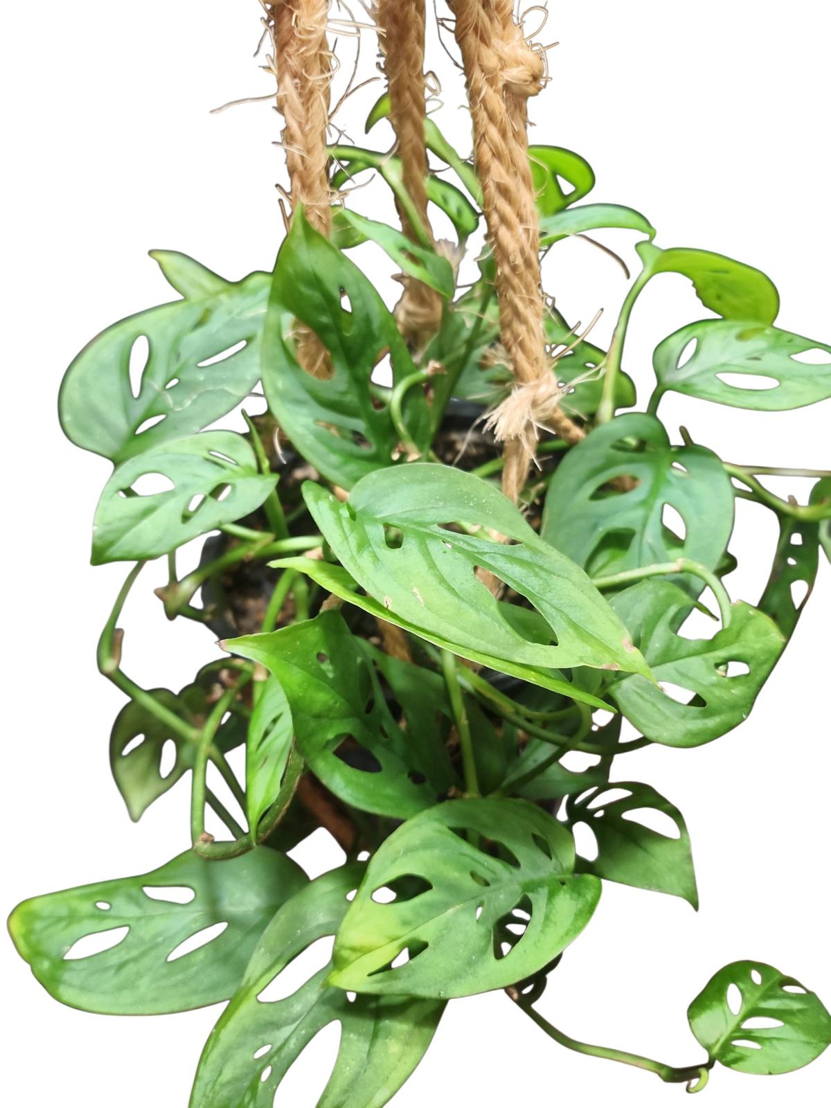 Monstera adansonii Swiss Cheese Plant