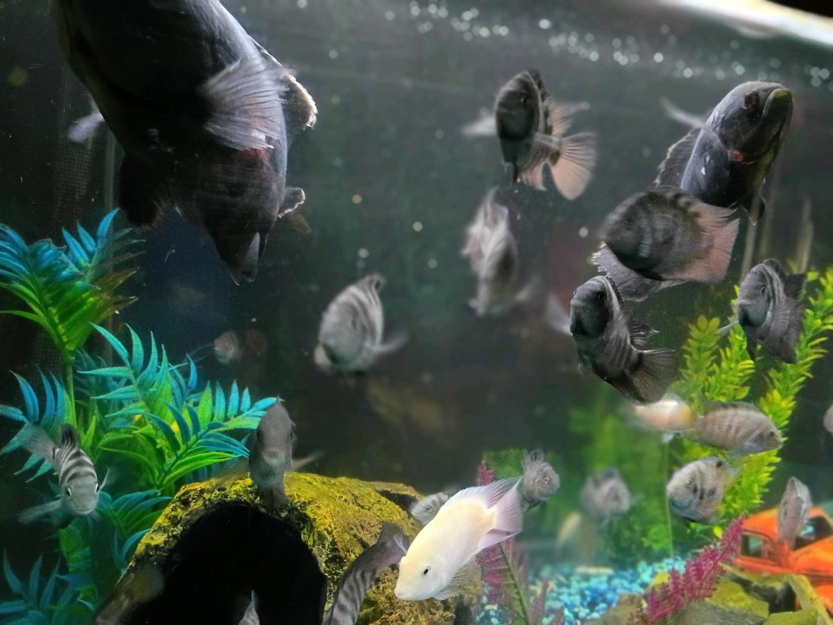 American Convict Cichlid Fish