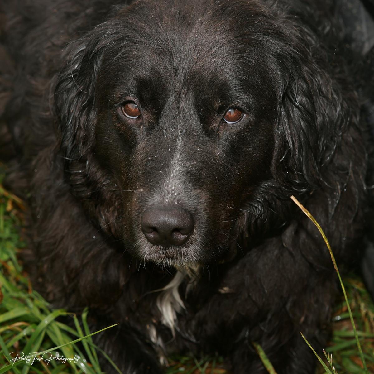 Pet Photography