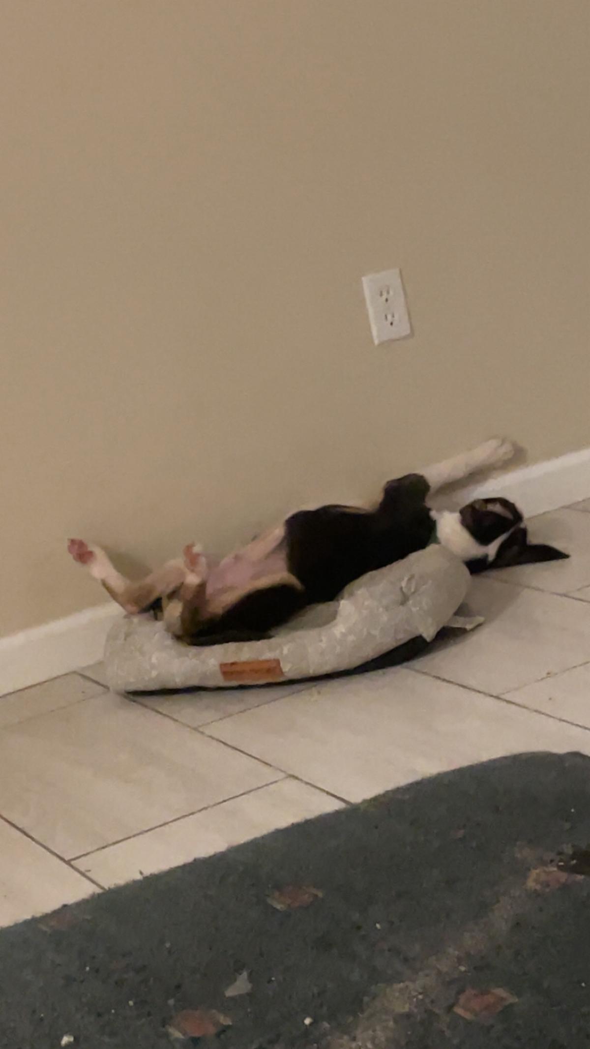 pitbull Husky mixed