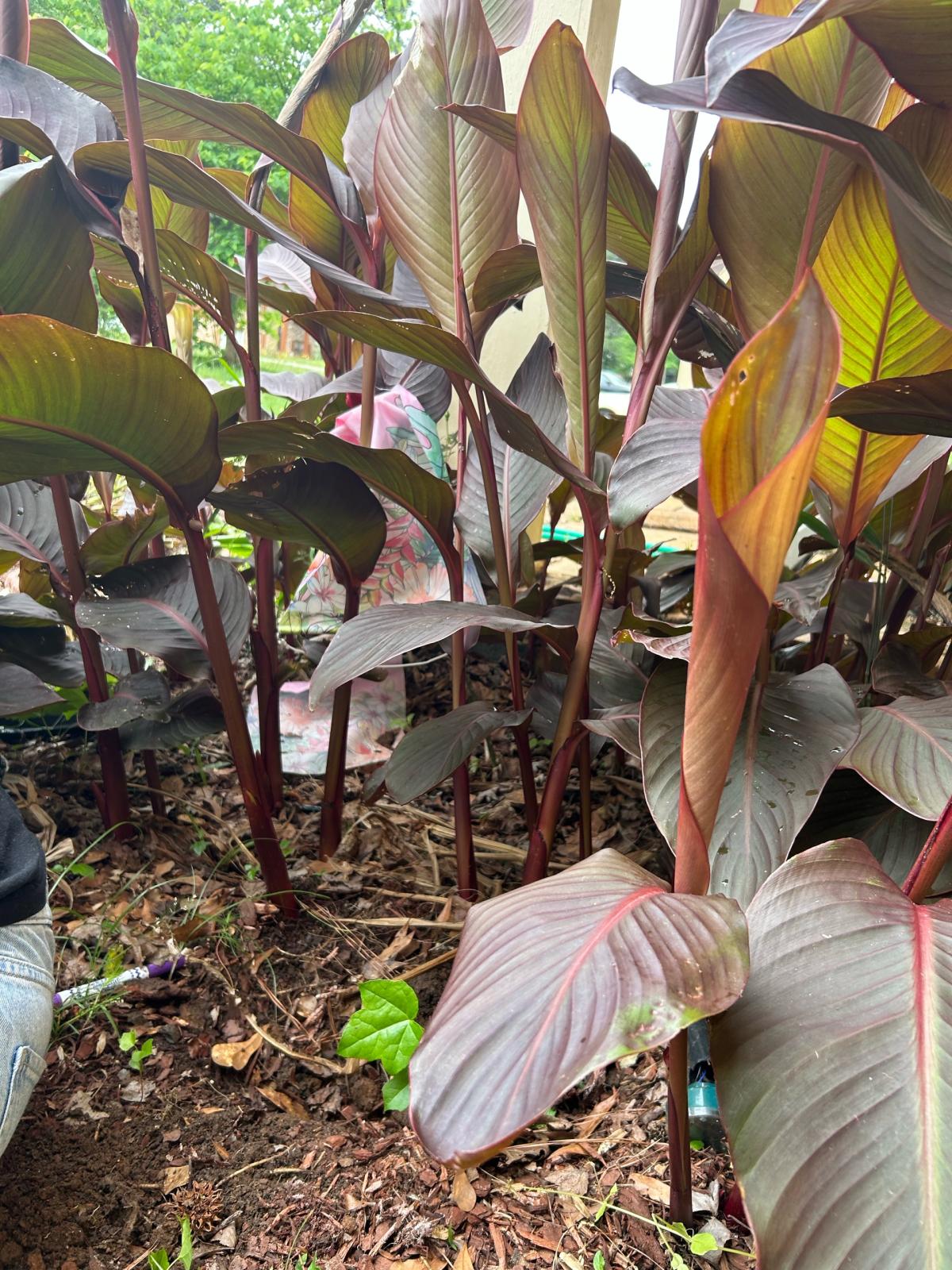 Red Canna Lillies