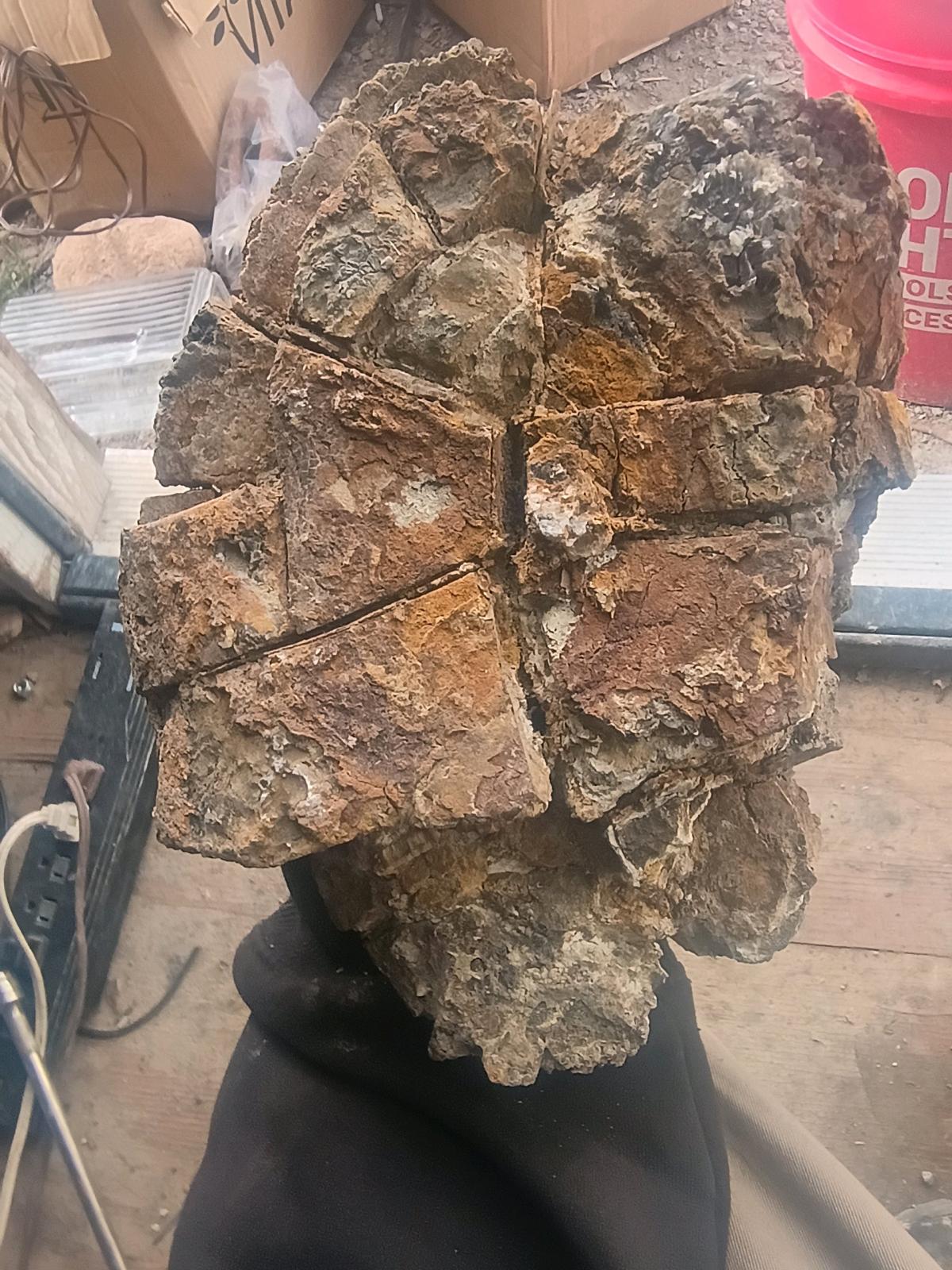 fossil turtle