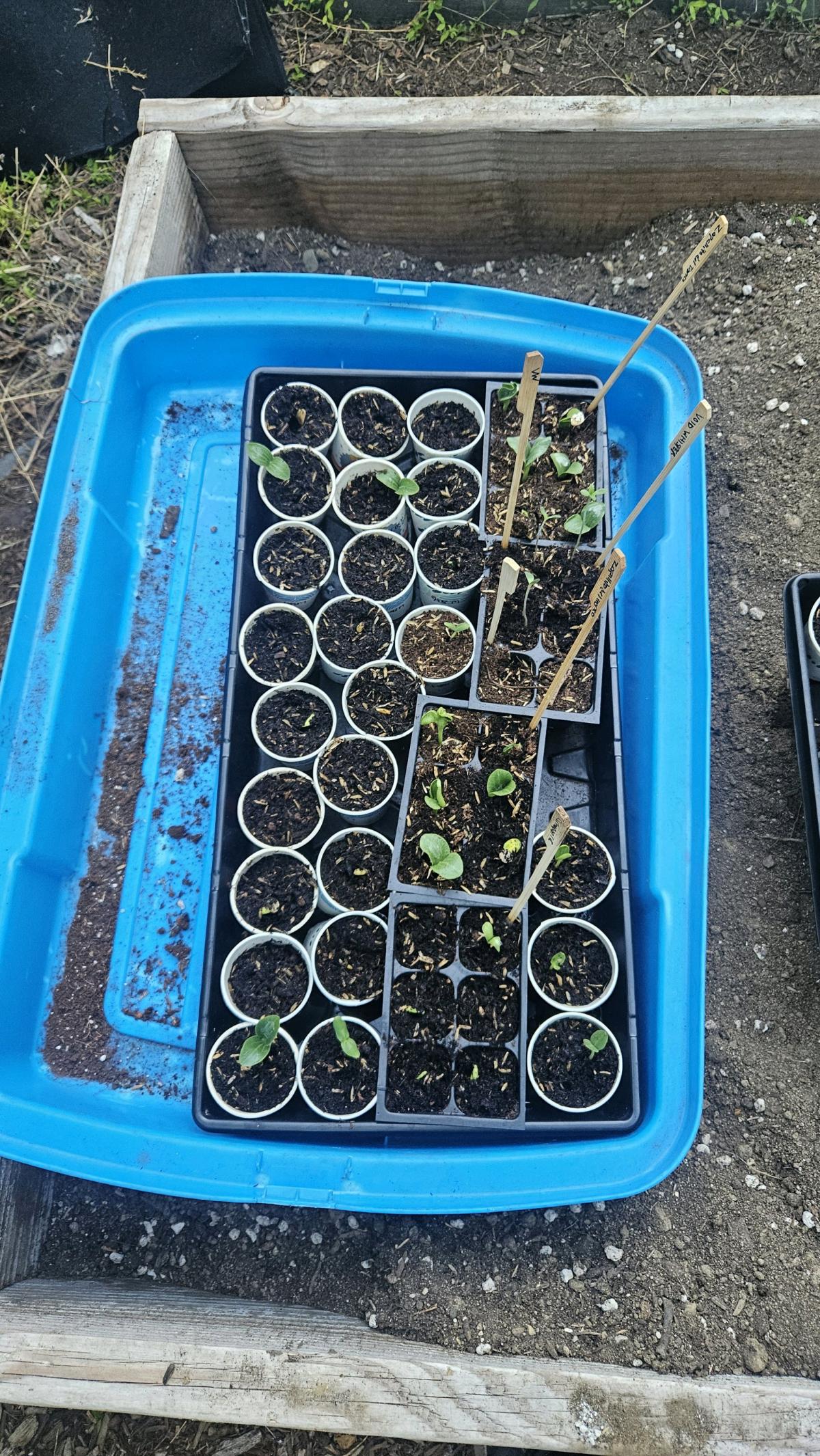 micro melons and squash starters