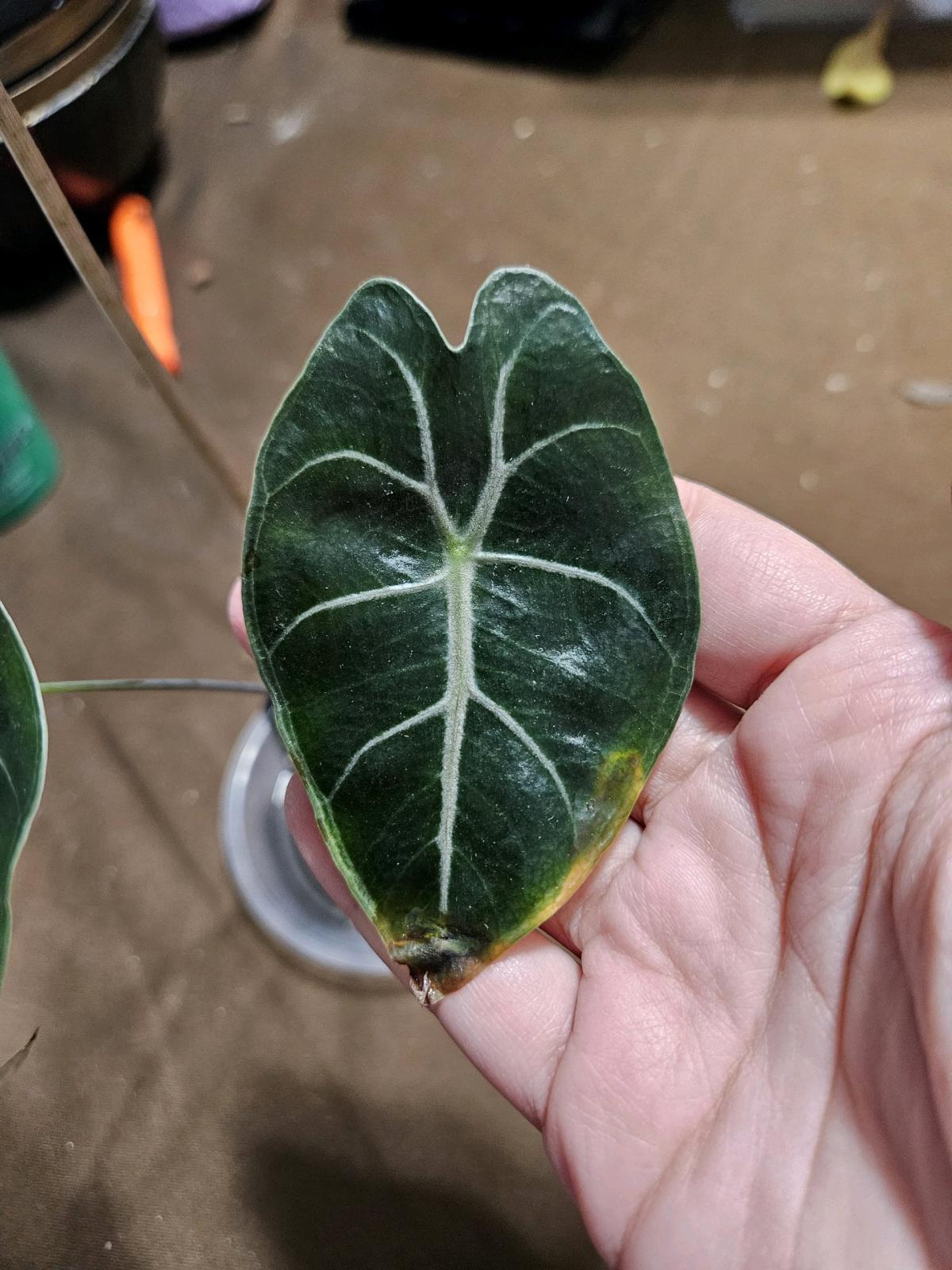 Alocasia Black Saturn Pink Bone Plant