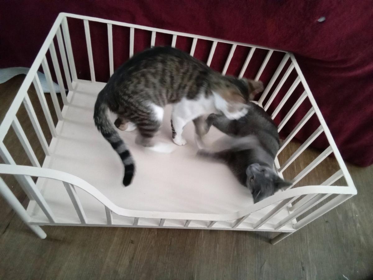 Cute Metal Small Pet Crib Style Bed Cats or Dog