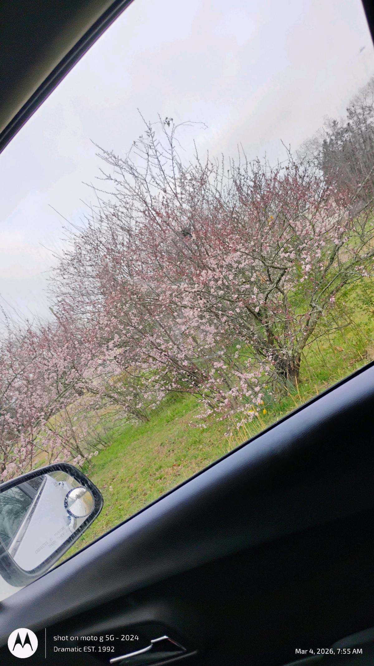 Purple Plum Trees