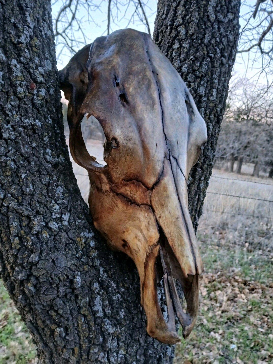 Beautiful handcrafted torch burned cow skull