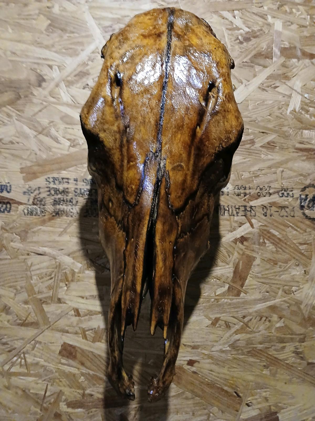 Torched cow skull