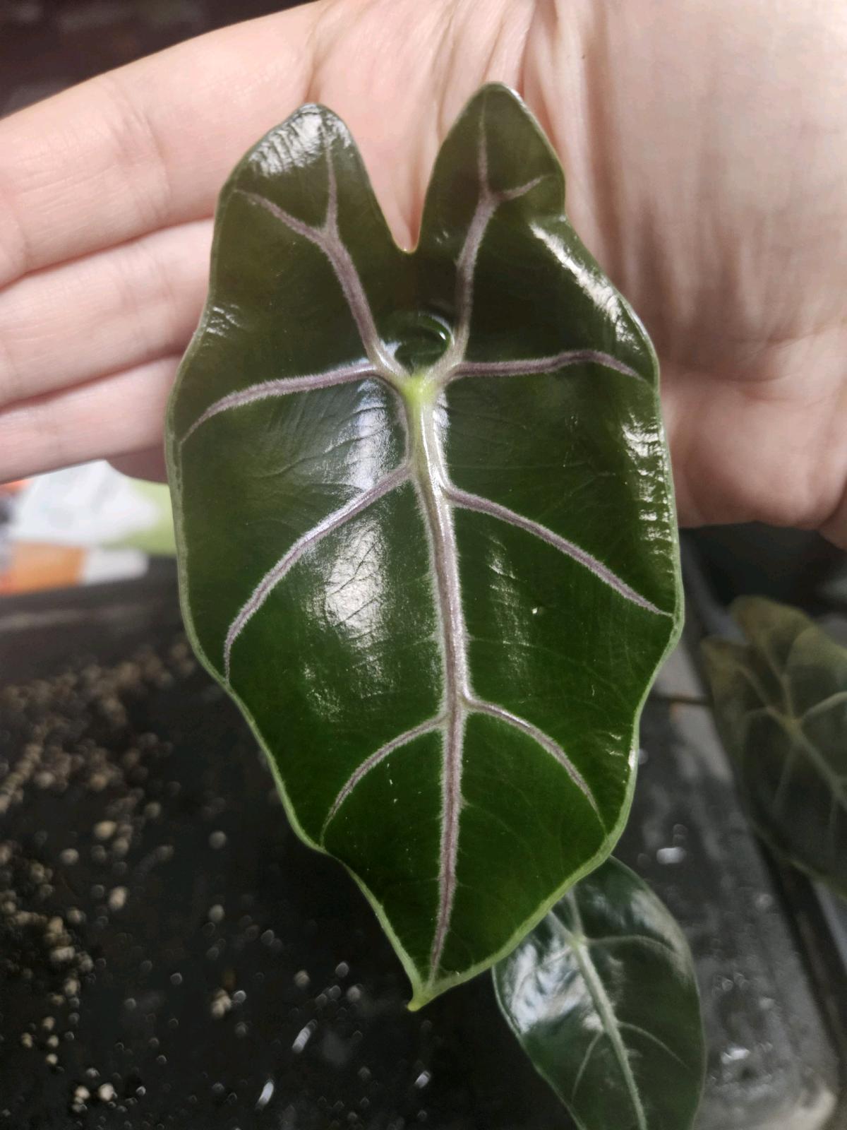 Alocasia Black Saturn Pink Bone Plant