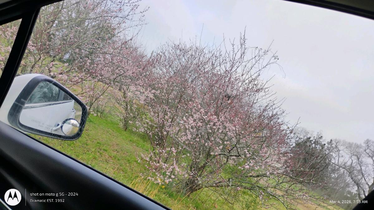Purple Plum Trees