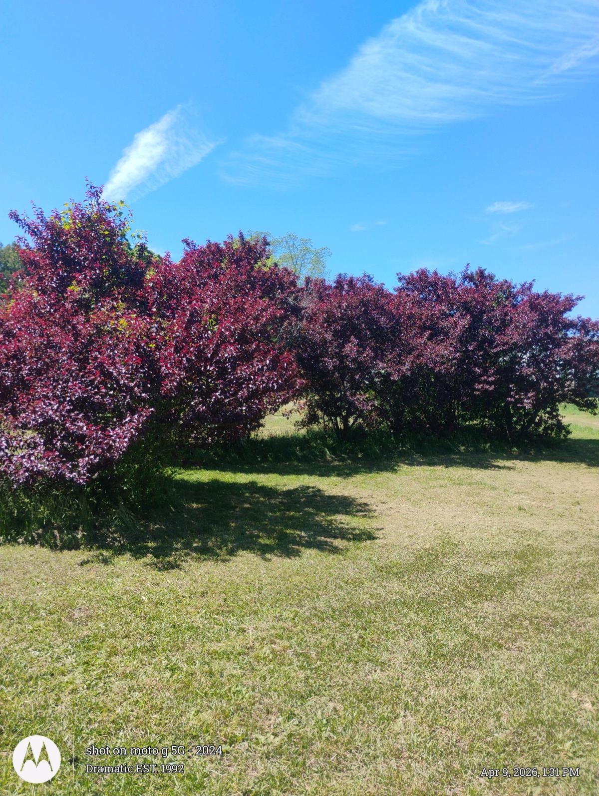 Purple Plum Trees